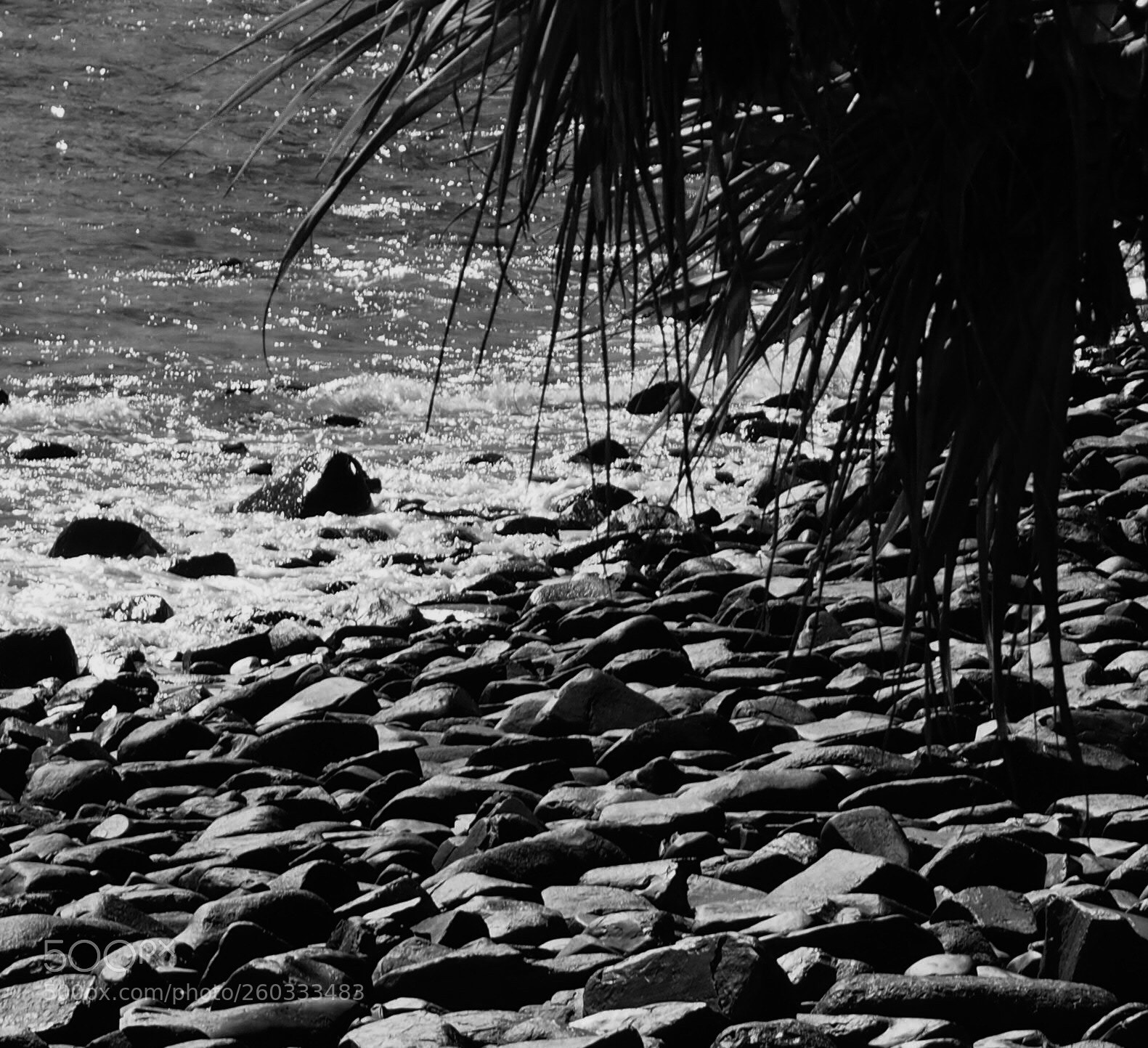 Olympus OM-D E-M10 sample photo. Tropical photography
