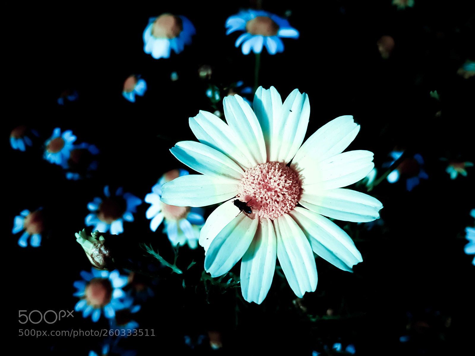 Samsung Galaxy S7 sample photo. #flowers #galaxys7 photography