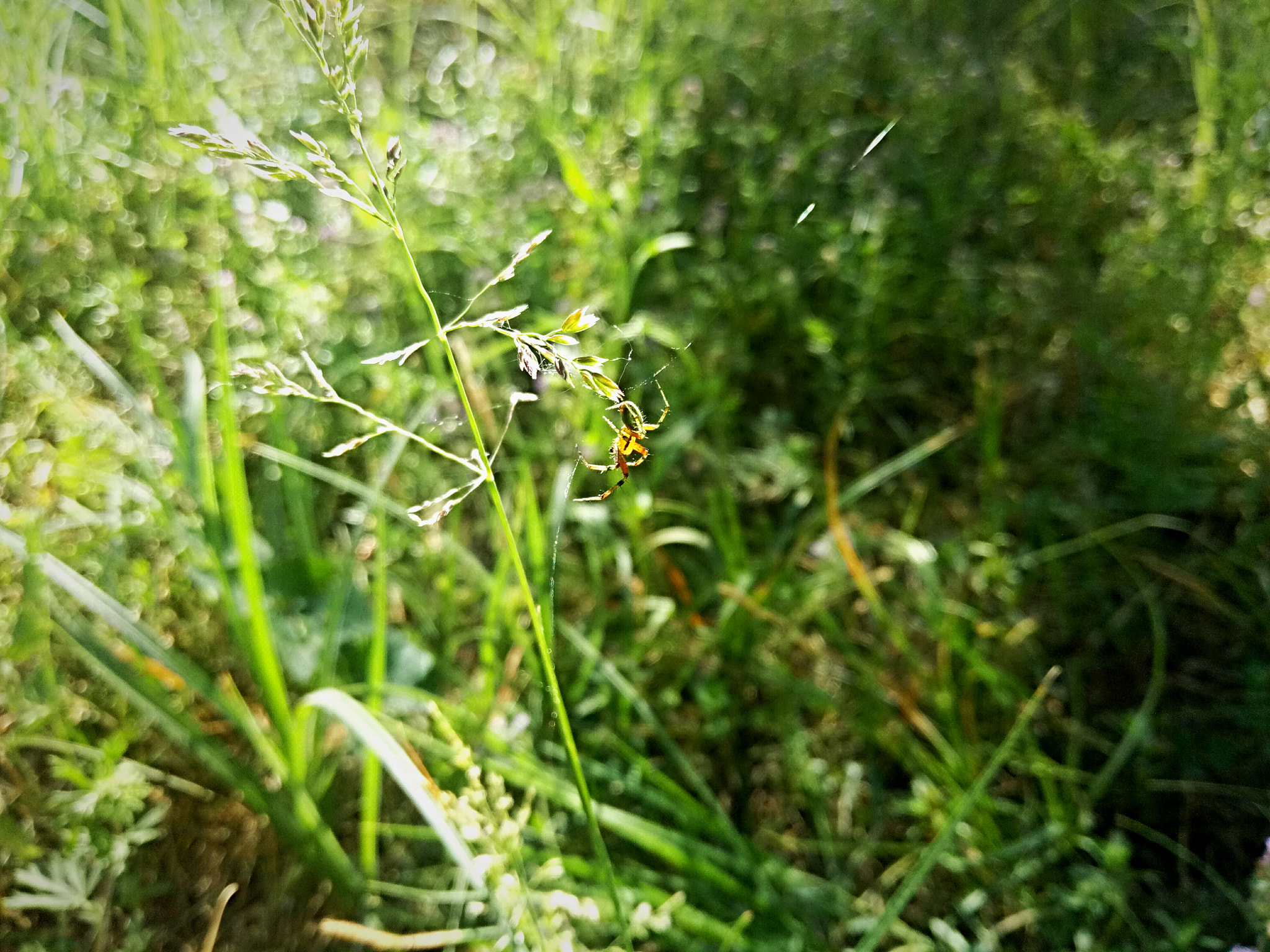 Meizu U20 sample photo. Small field spider photography