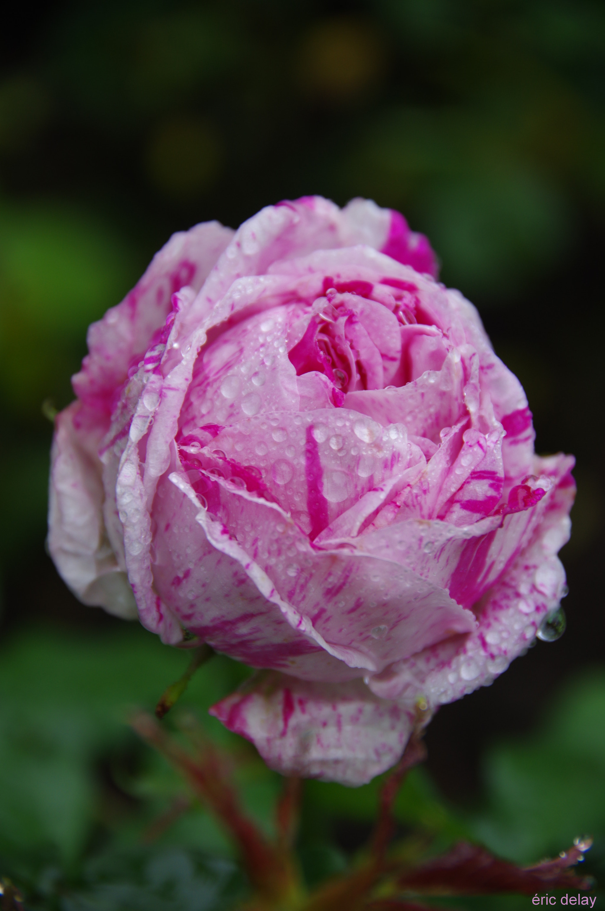 Pentax K-3 sample photo. Rose multicolor photography