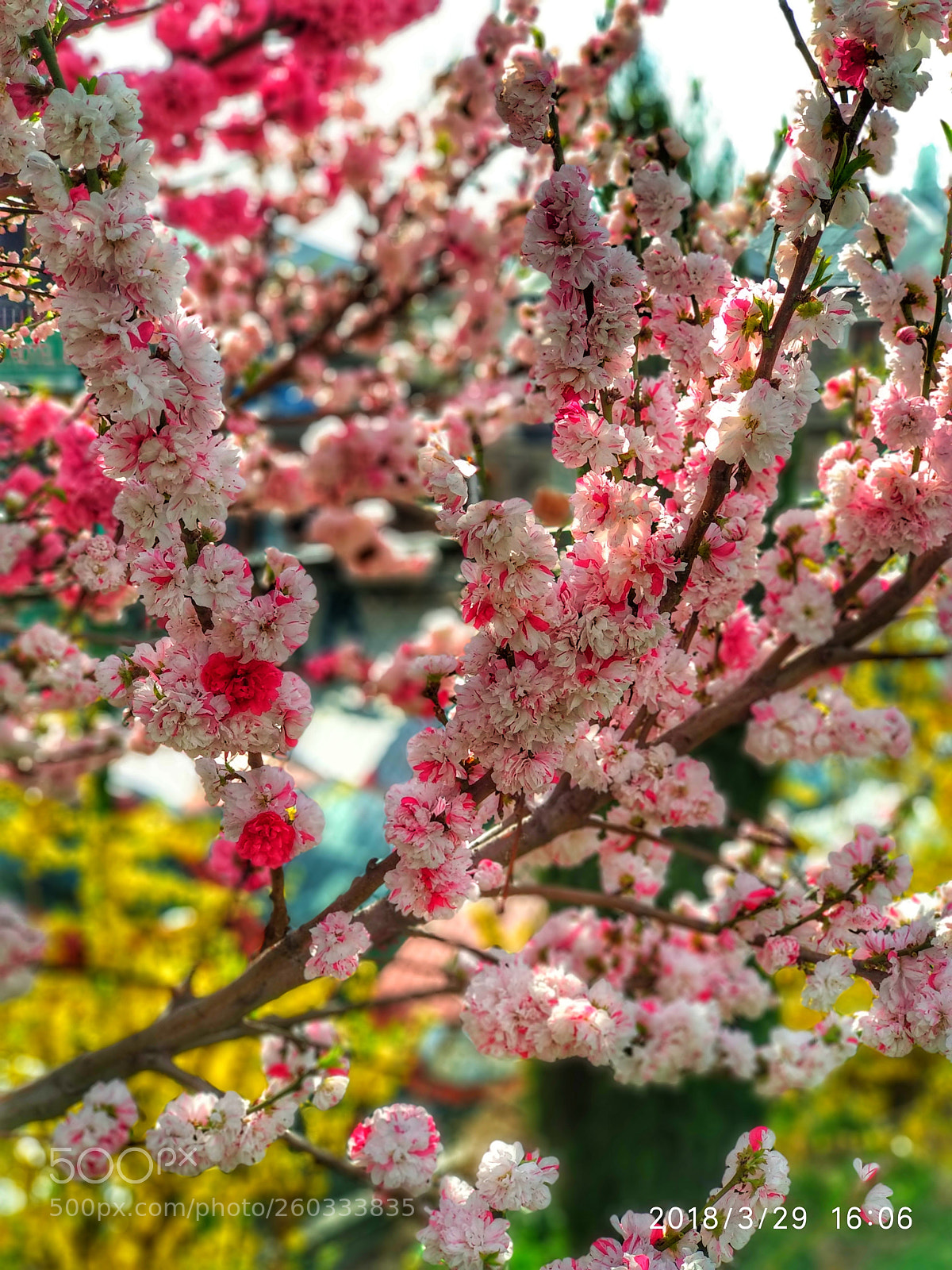 Xiaomi Mi A1 sample photo. Untitled photography