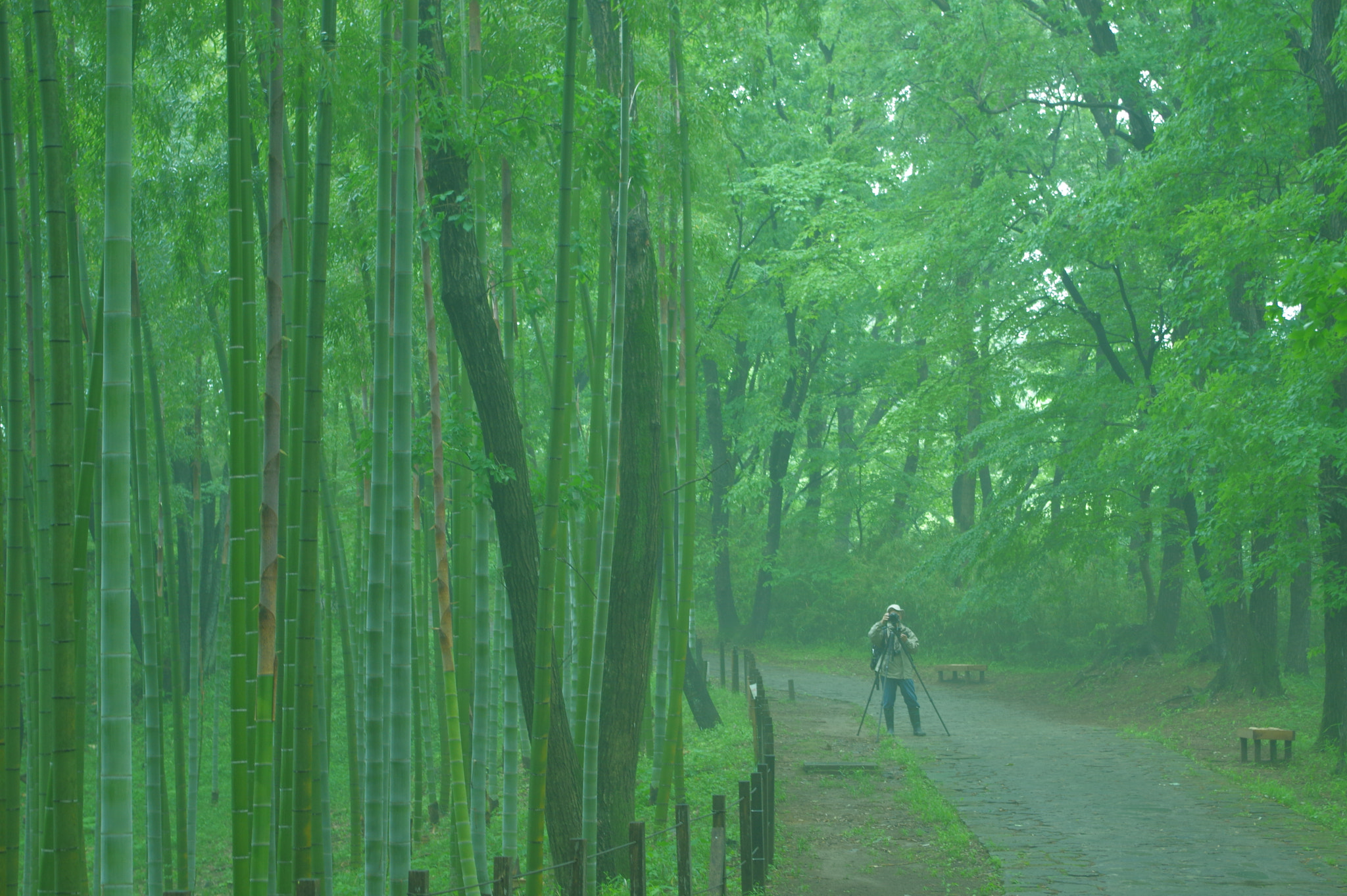 smc PENTAX-DA L 18-55mm F3.5-5.6 sample photo. A photographer in the fog photography