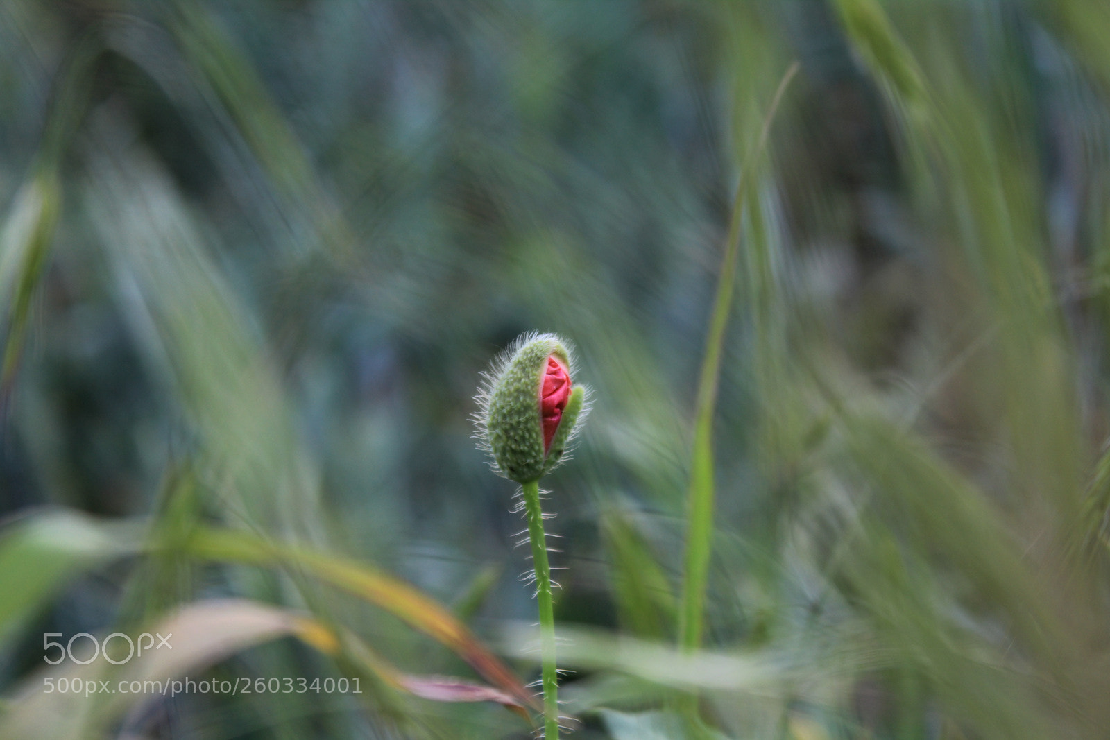 Canon EOS 1200D (EOS Rebel T5 / EOS Kiss X70 / EOS Hi) sample photo. Awakening photography