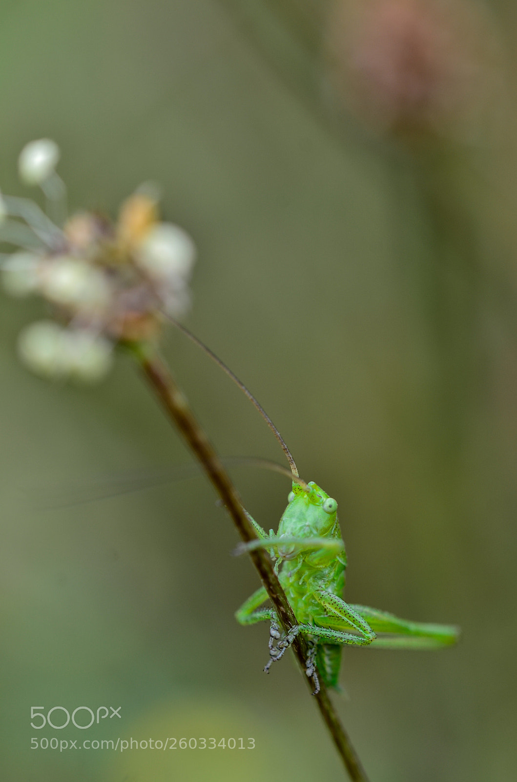 Nikon D7000 sample photo. Glances photography