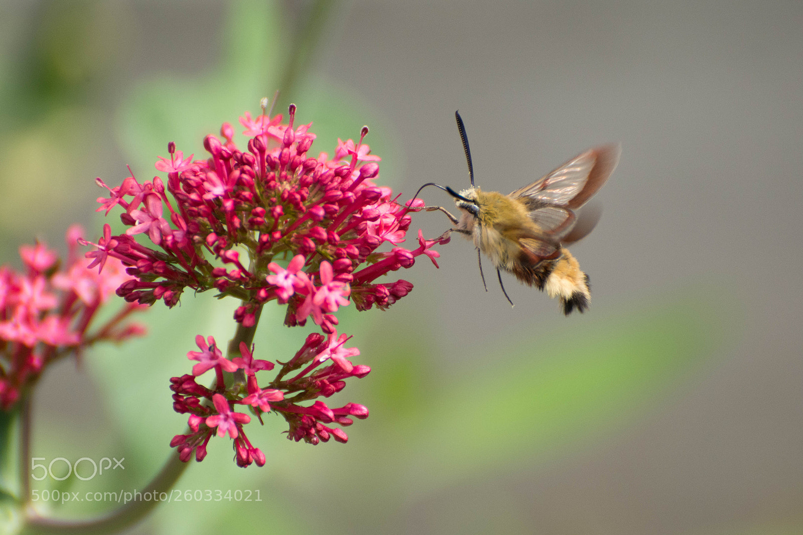 Nikon D7100 sample photo. Winged wonder photography