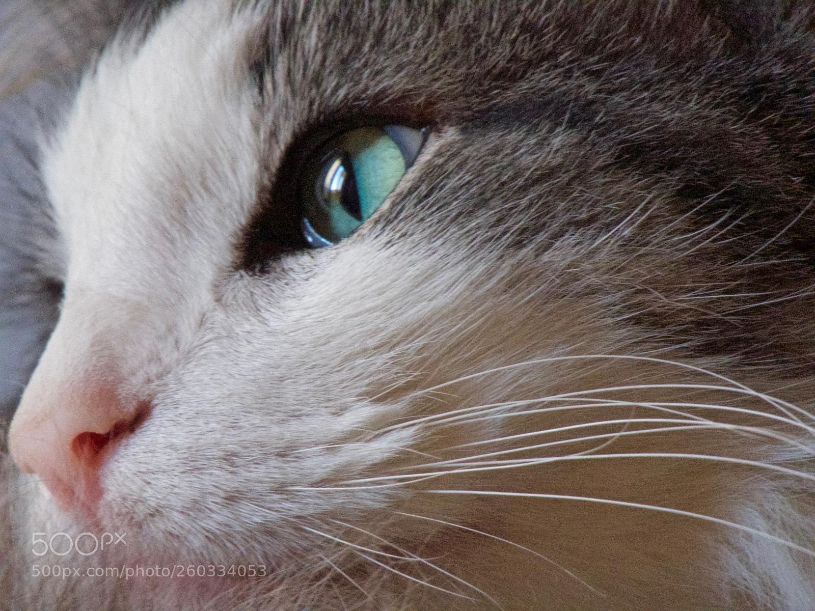 Canon PowerShot SX60 HS sample photo. Your curious eyes photography