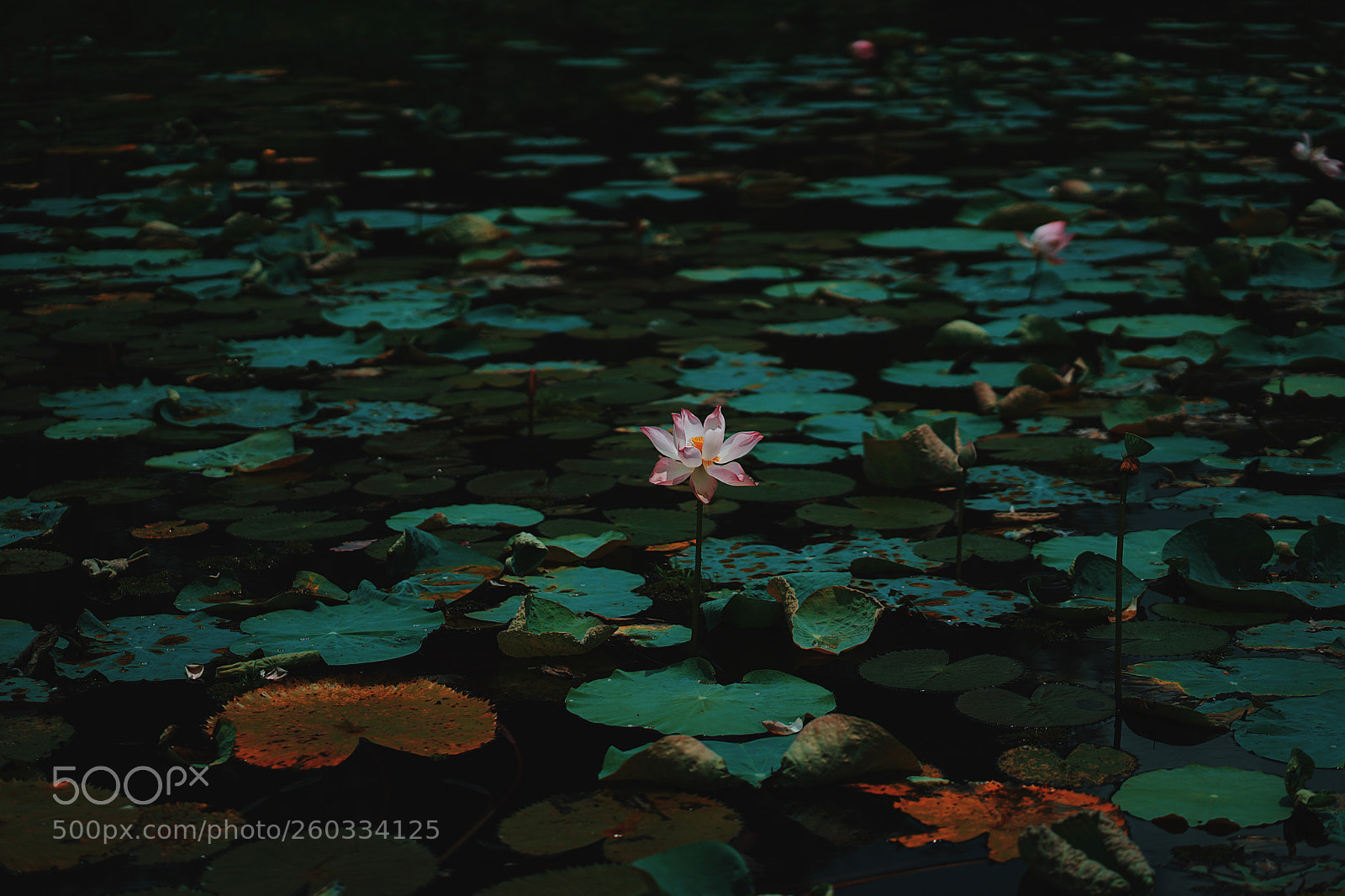 Sony a7 II sample photo. Sony, a7m2 photography