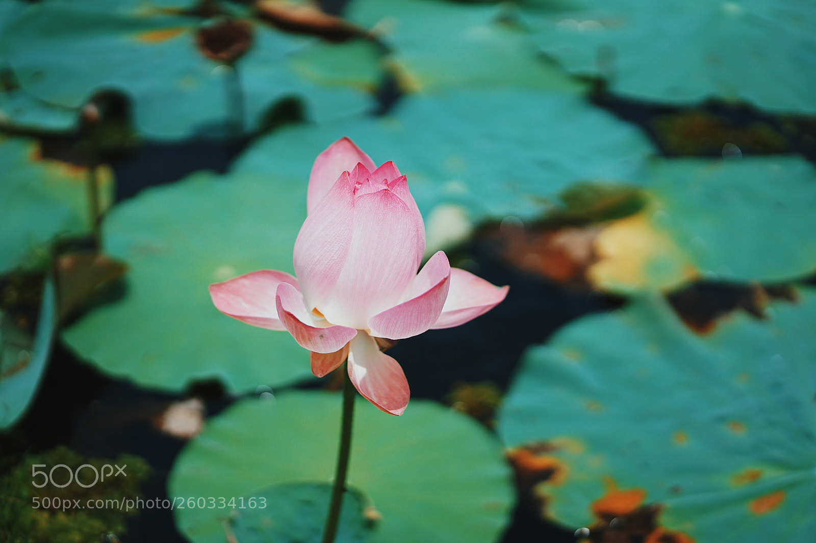 Sony a7 II sample photo. Sony, a7m2 photography