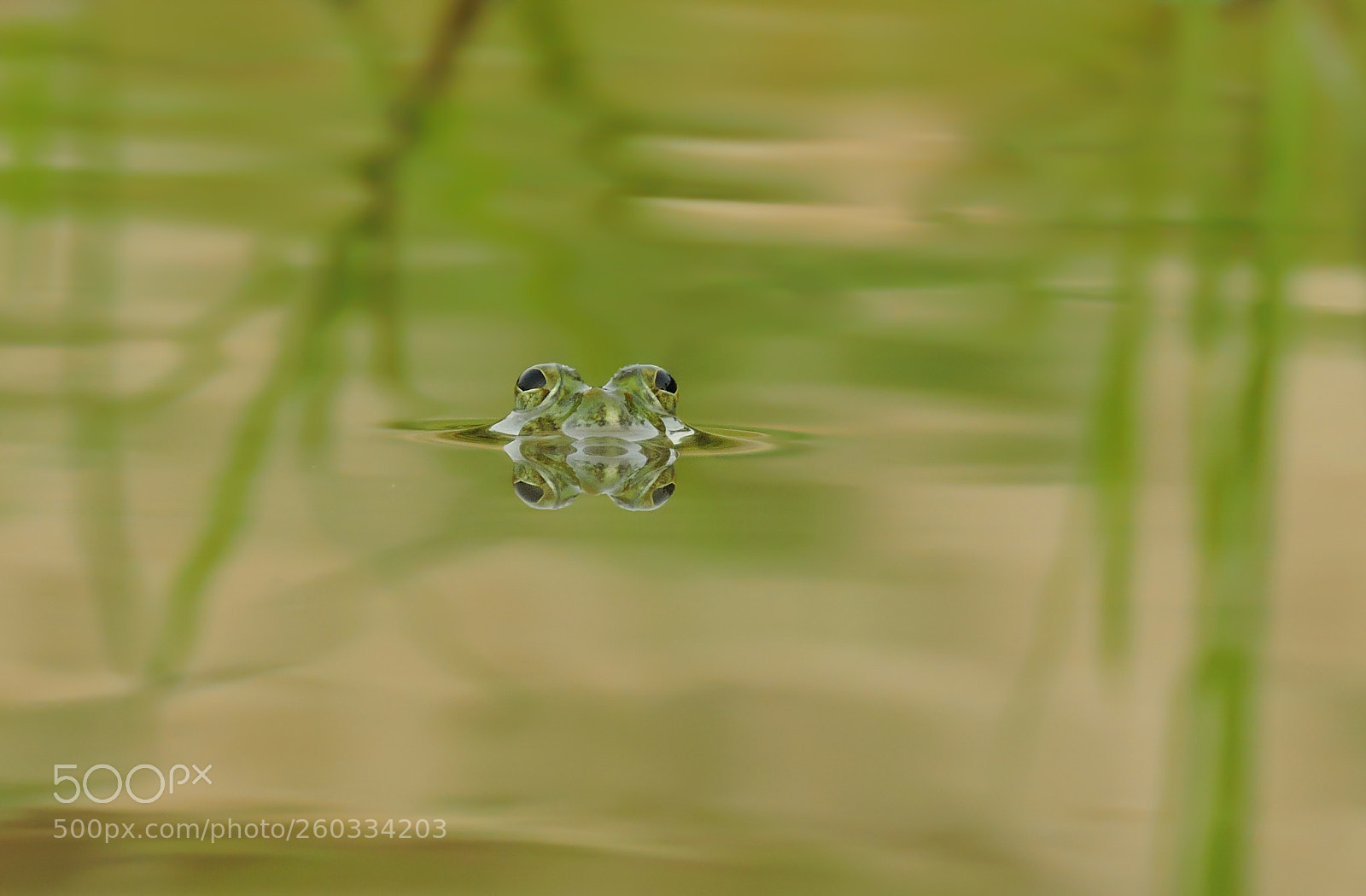 Nikon Coolpix P600 sample photo. Reflective frog eye photography