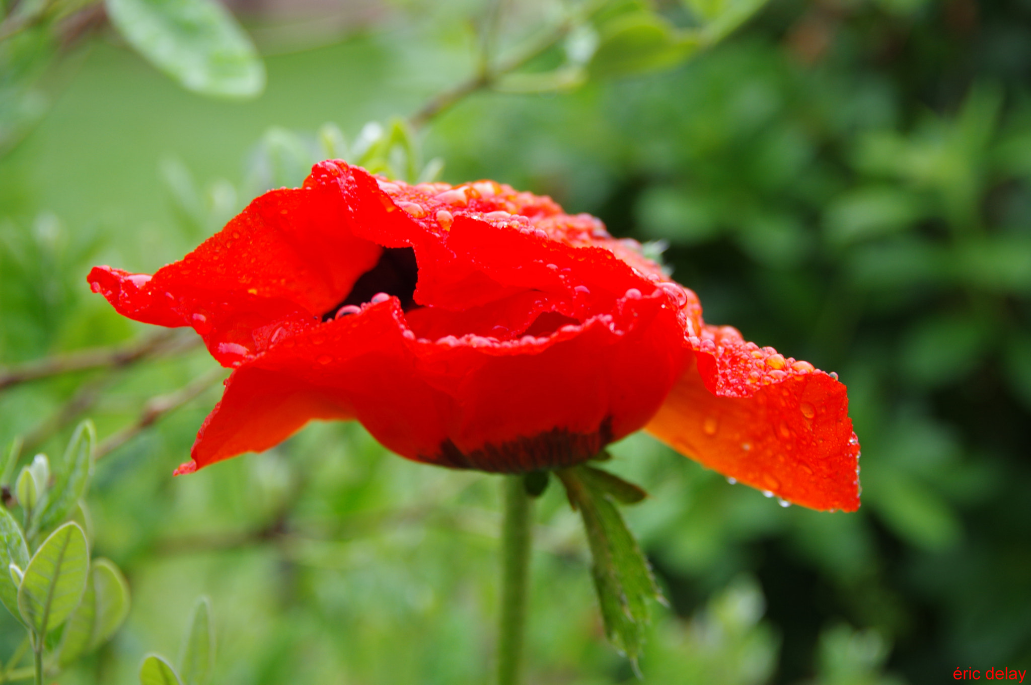 Pentax K-3 sample photo. Poppy flower photography