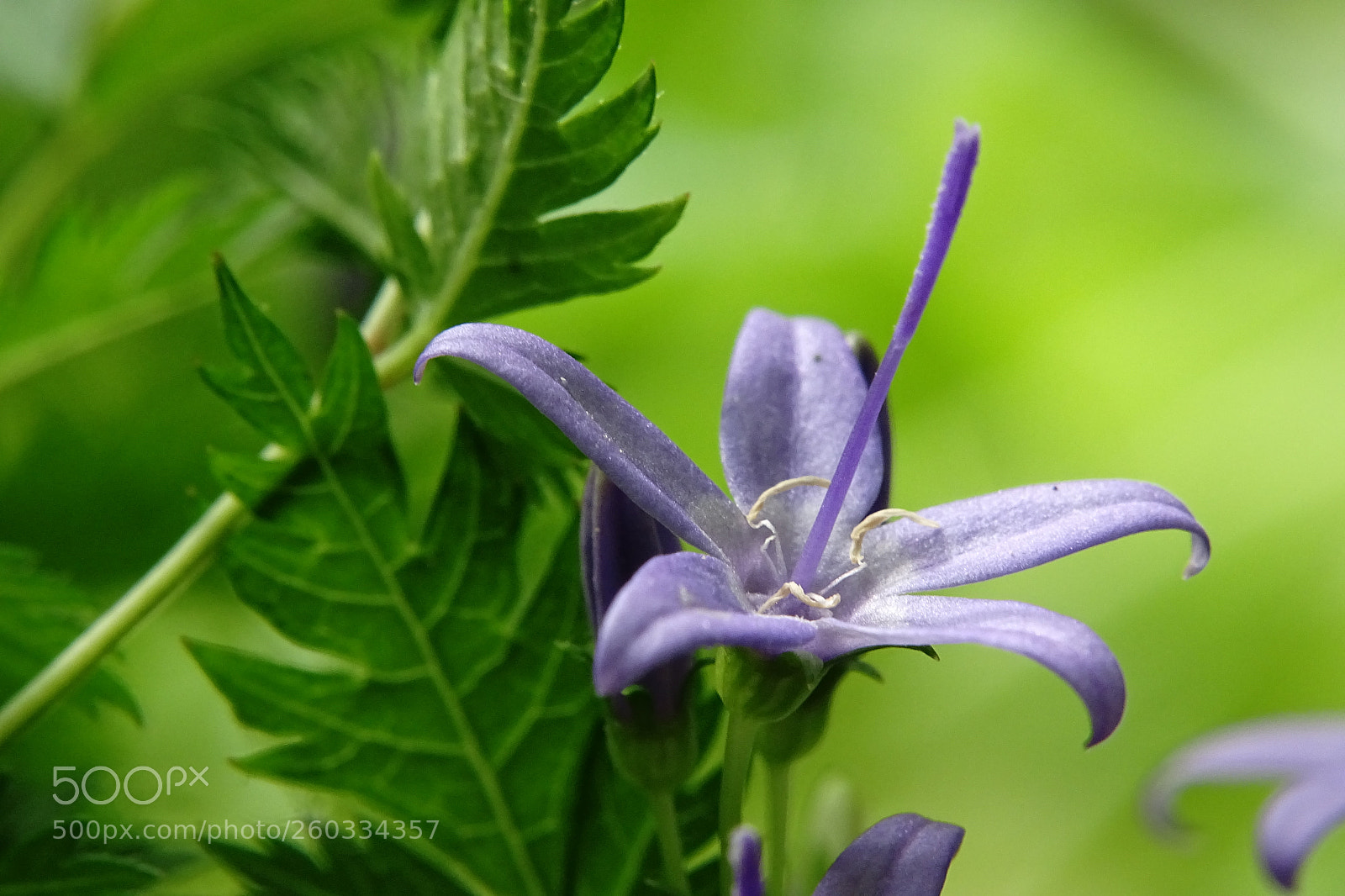 Sony Cyber-shot DSC-HX400V sample photo. Tiny blue flower photography
