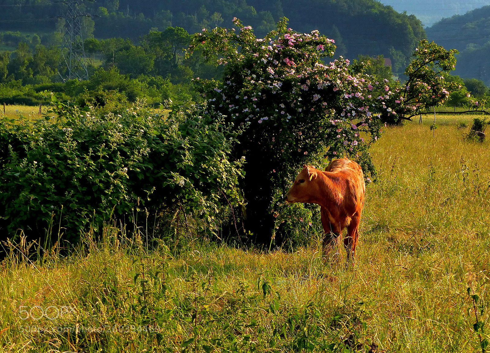 Panasonic Lumix DMC-FZ200 sample photo. On a pasture. photography