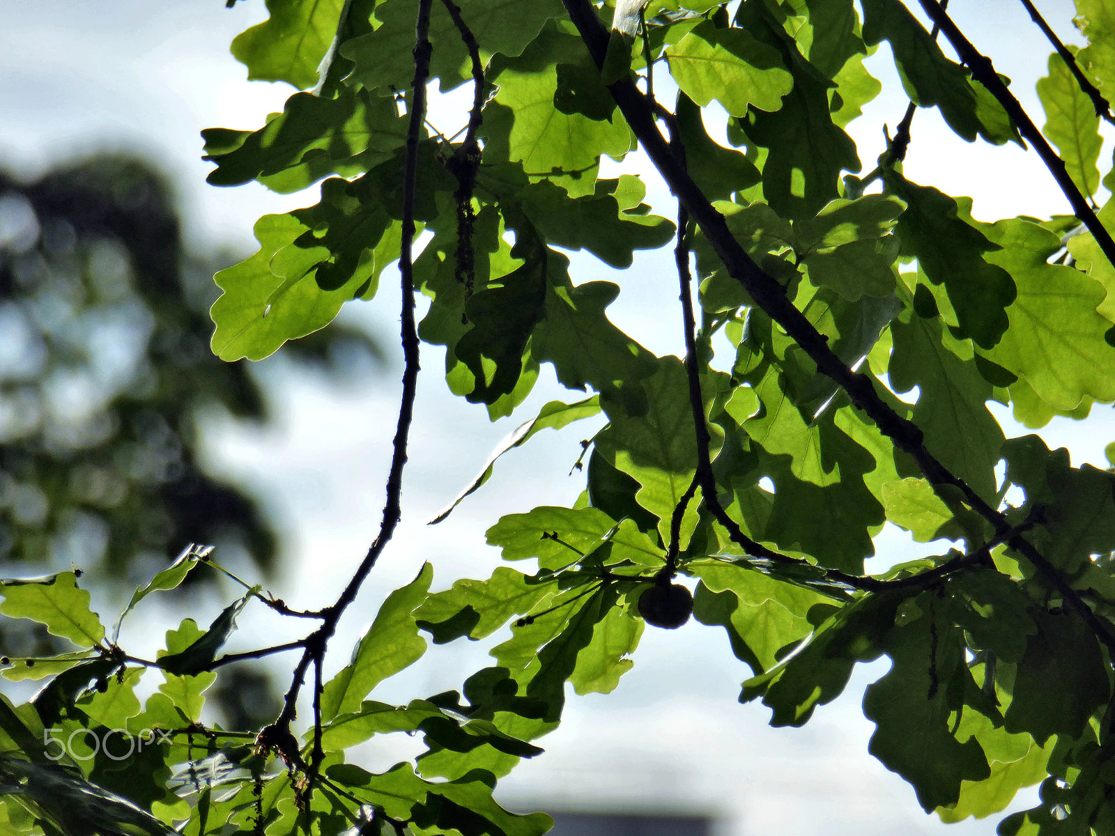 Panasonic Lumix DMC-ZS40 (Lumix DMC-TZ60) sample photo. Oak leaves photography