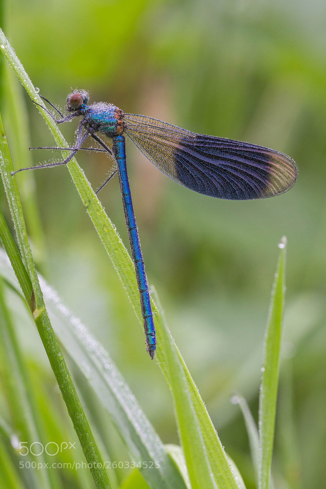Canon EOS 7D sample photo. Banded demoiselle photography