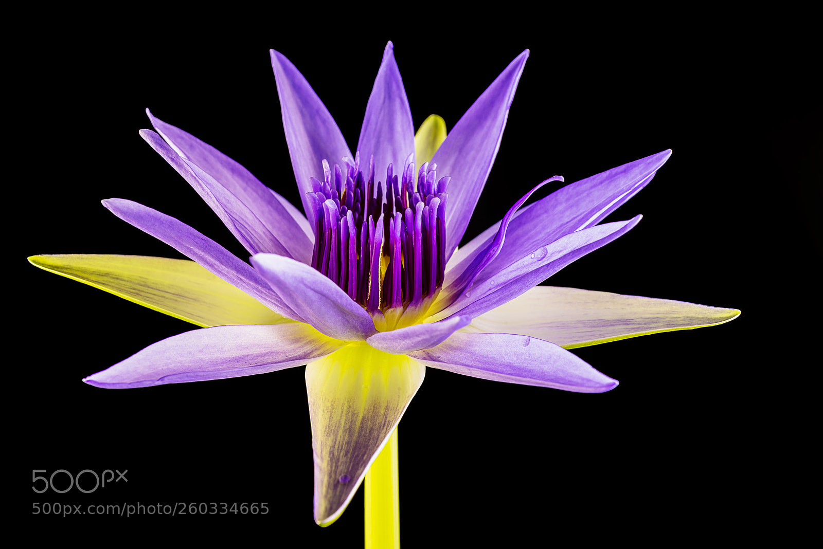 Nikon D800 sample photo. Flower of blue water photography