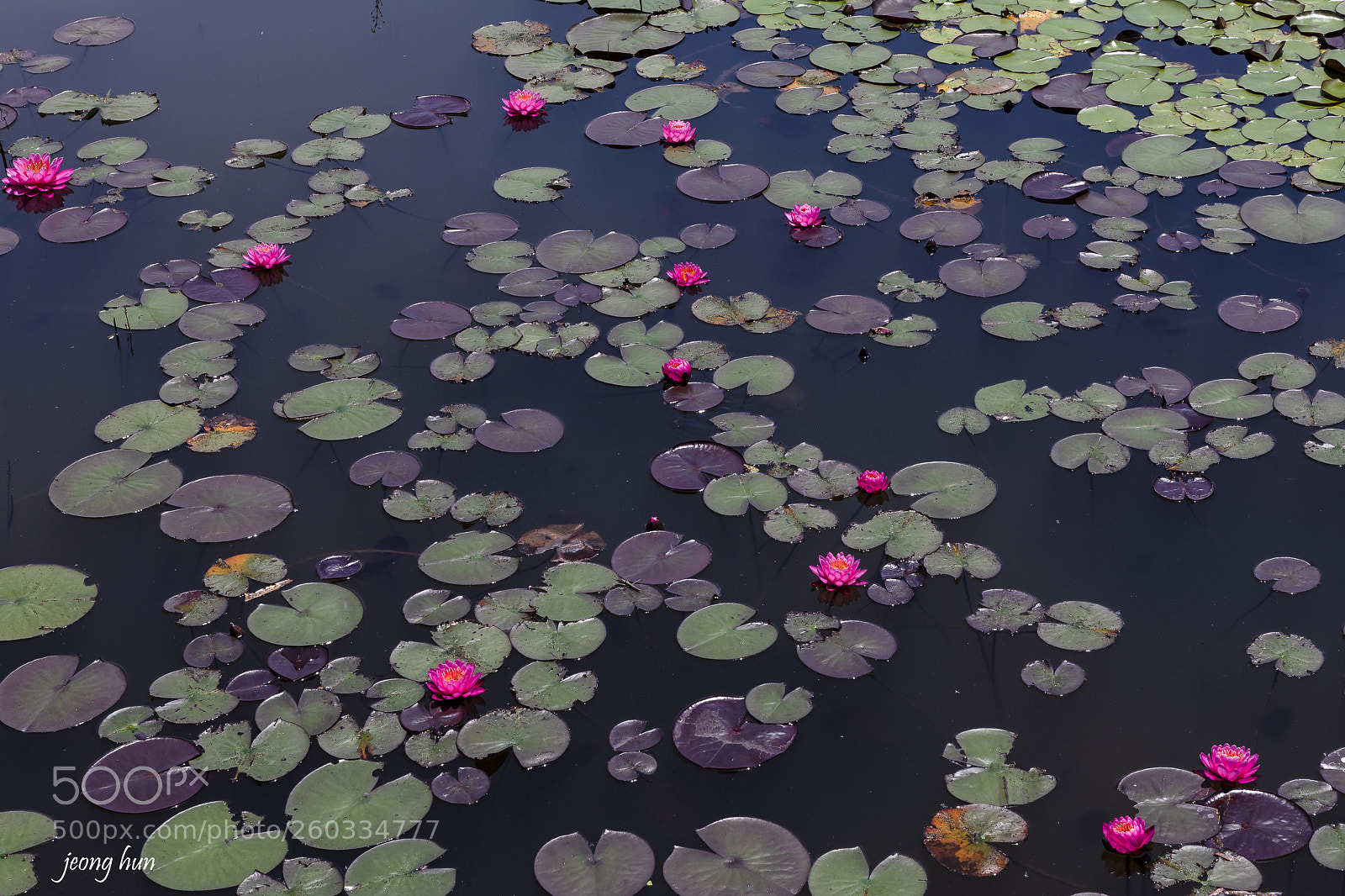Canon EOS 5D Mark IV sample photo. Water lily photography