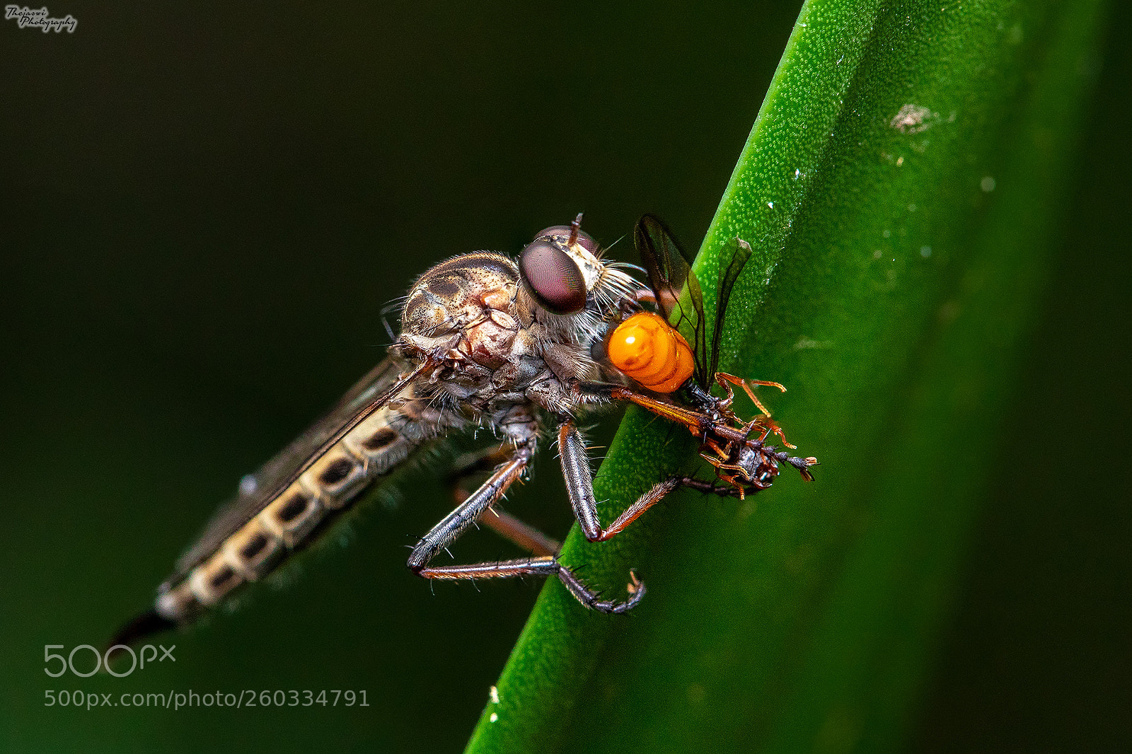 Canon EOS 5D Mark IV sample photo. Robber fly with hornet photography
