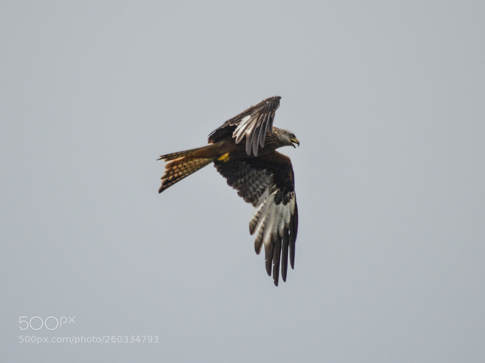 Nikon D3200 sample photo. Red kite photography