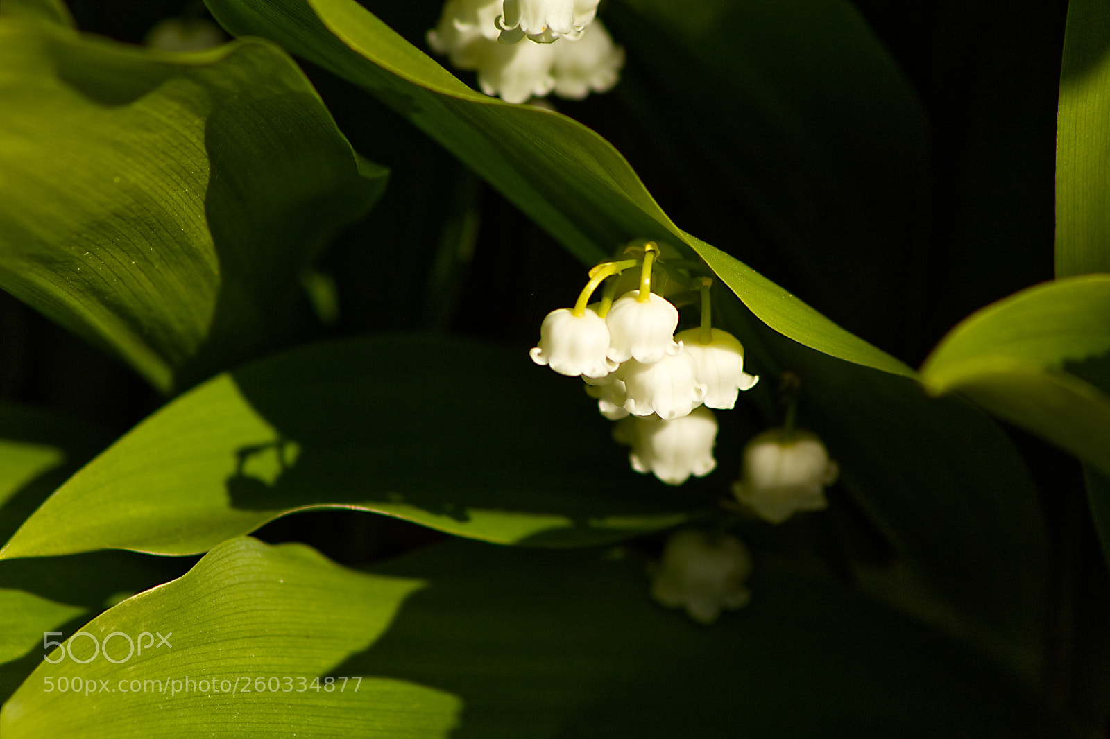 Canon EOS 600D (Rebel EOS T3i / EOS Kiss X5) sample photo. Img photography