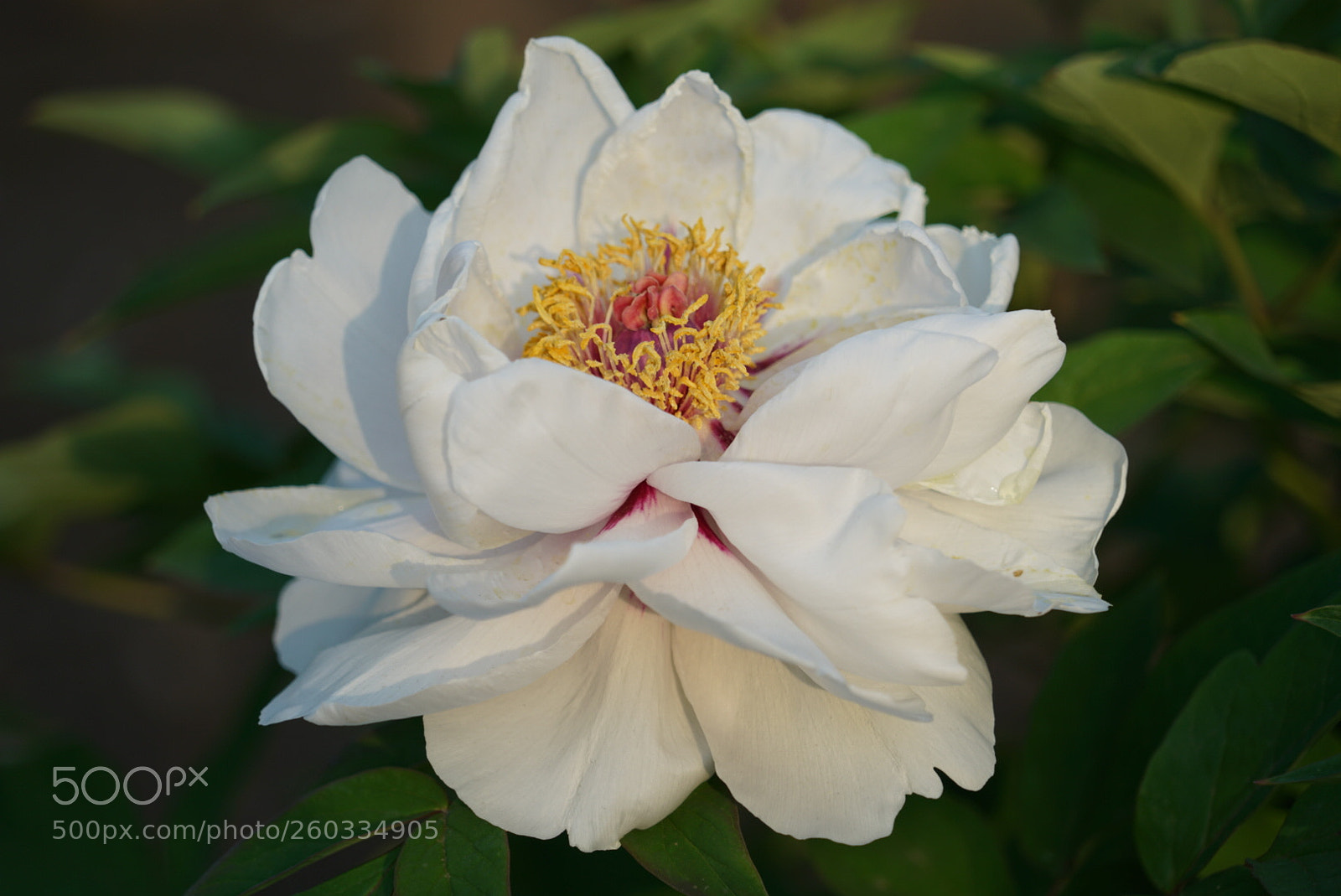 Sony a7R II sample photo. 白牡丹 photography