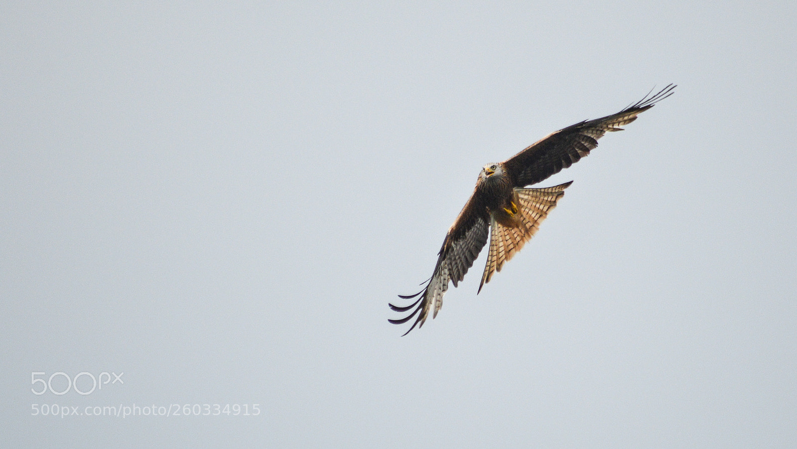 Nikon D3200 sample photo. Red kite photography