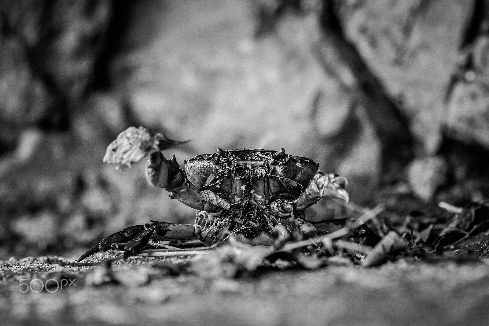 Canon EOS M10 sample photo. King crab photography