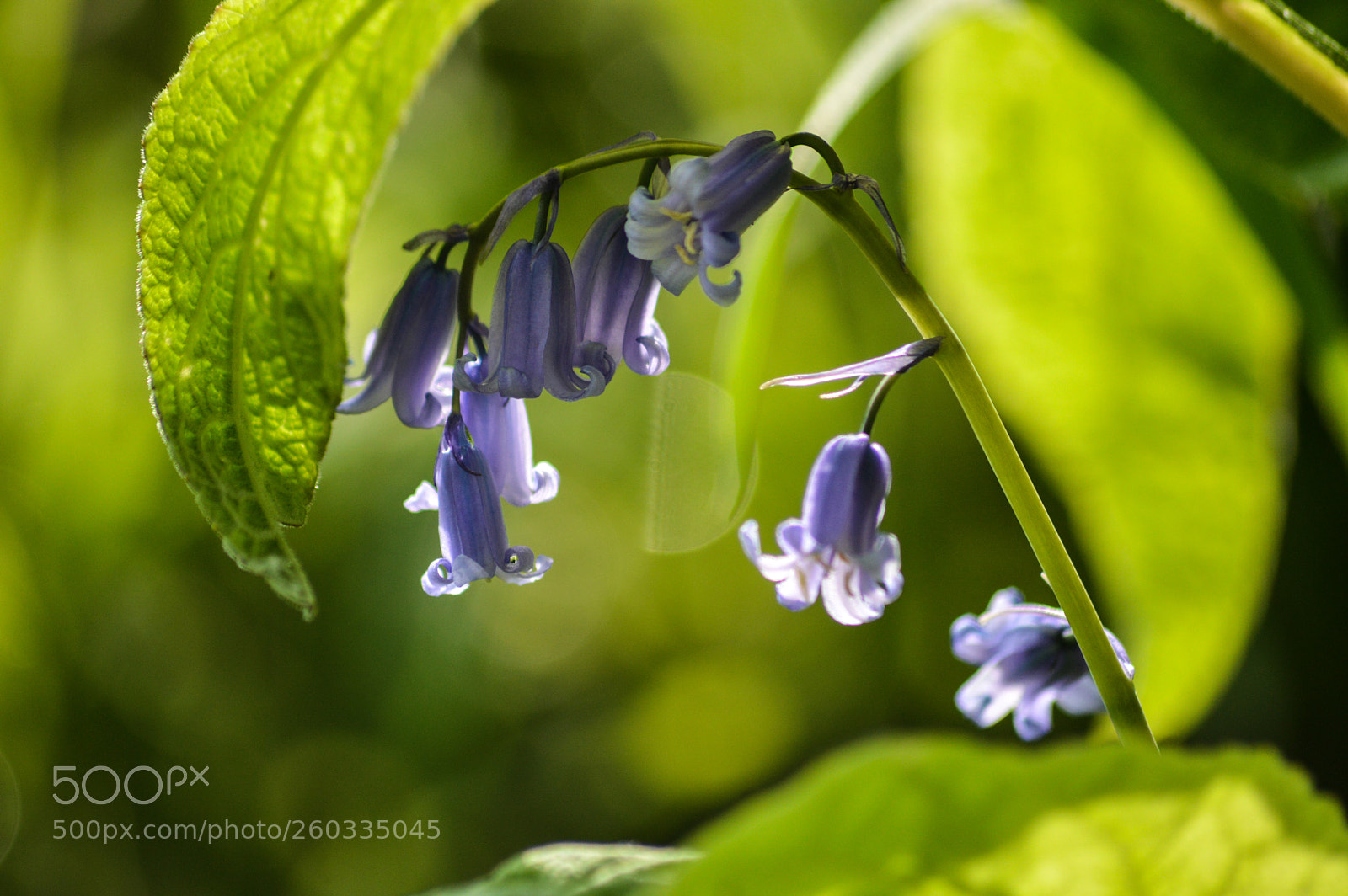 Nikon D3200 sample photo. Bluebells photography