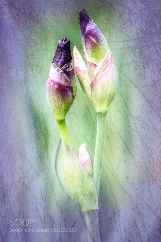 Canon EOS 70D sample photo. Iris family photography