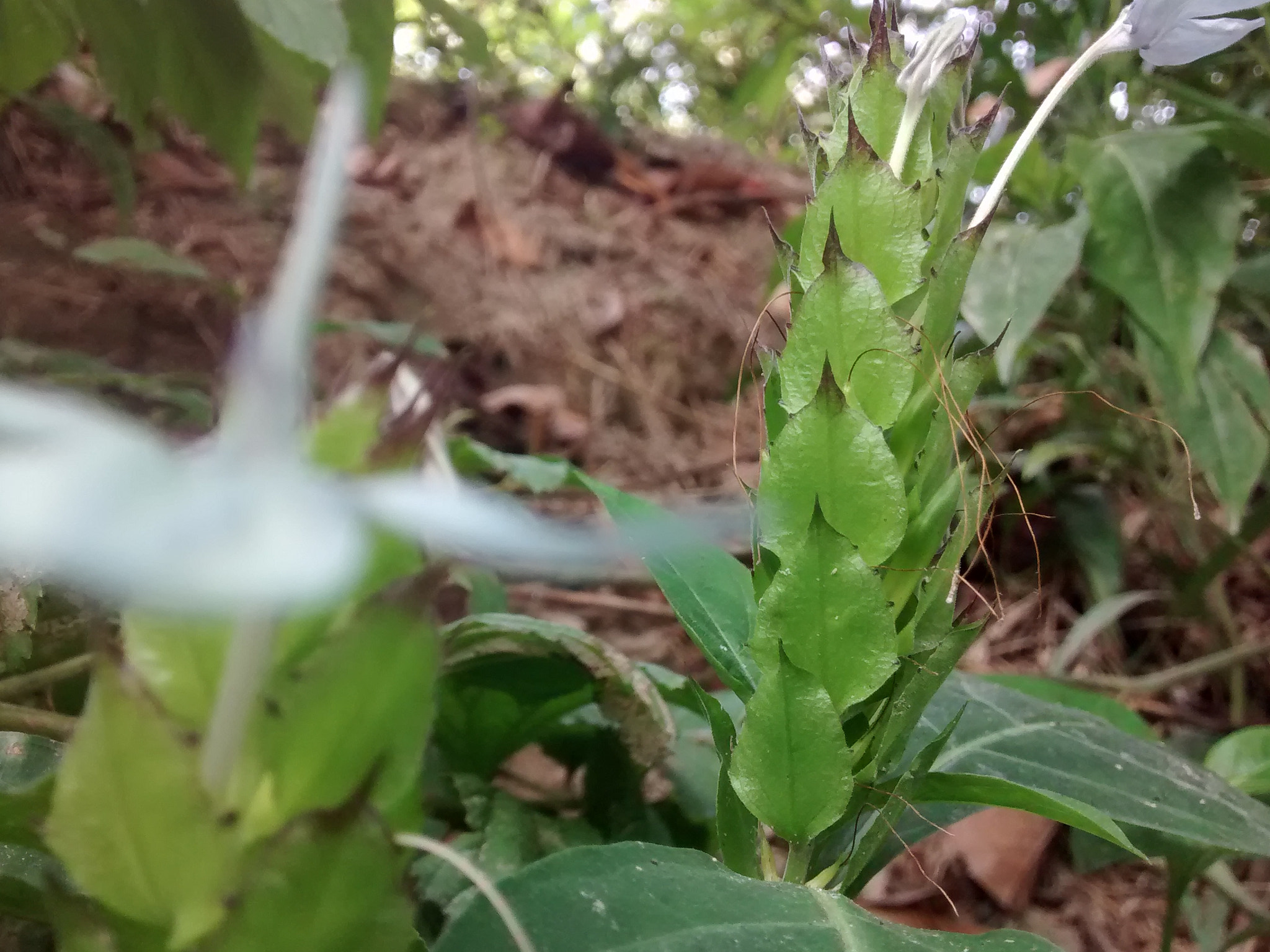 Motorola Moto G (1st Gen) sample photo