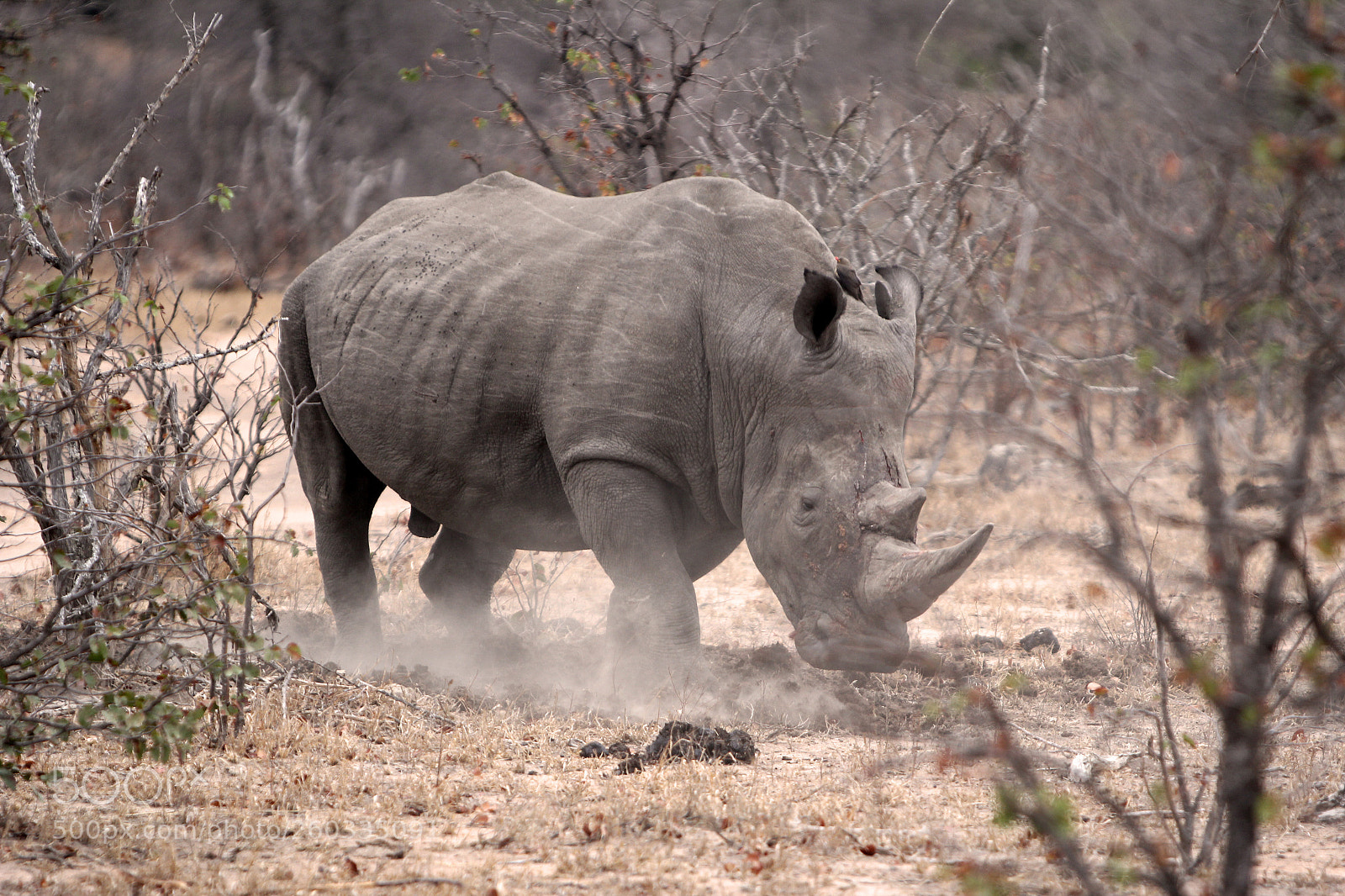 Canon EOS 60D sample photo. Marking his territory photography