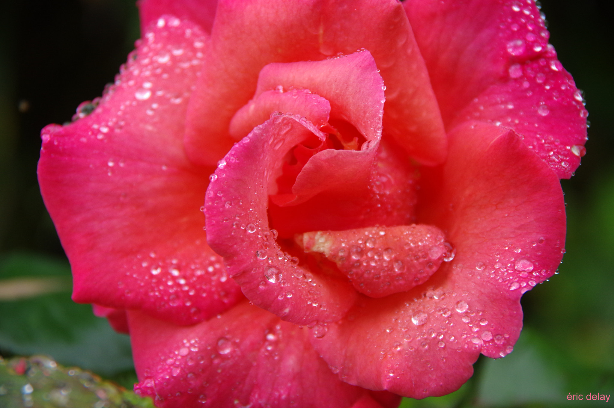 Pentax K-3 sample photo. Rose rouge photography