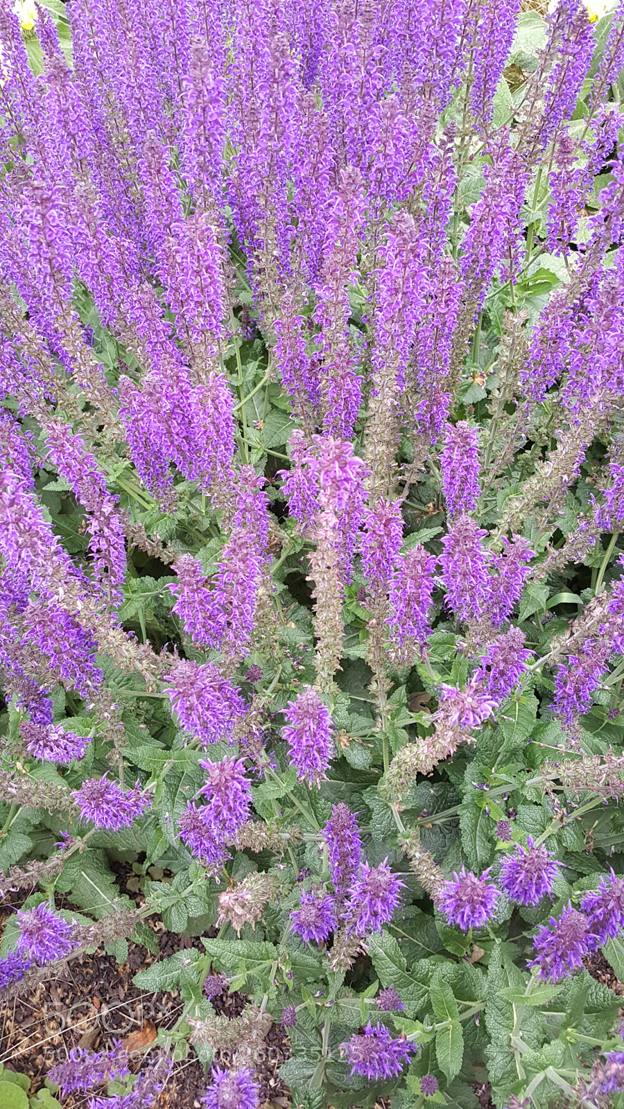 Samsung Galaxy S6 sample photo. Purple flowers.jpg photography
