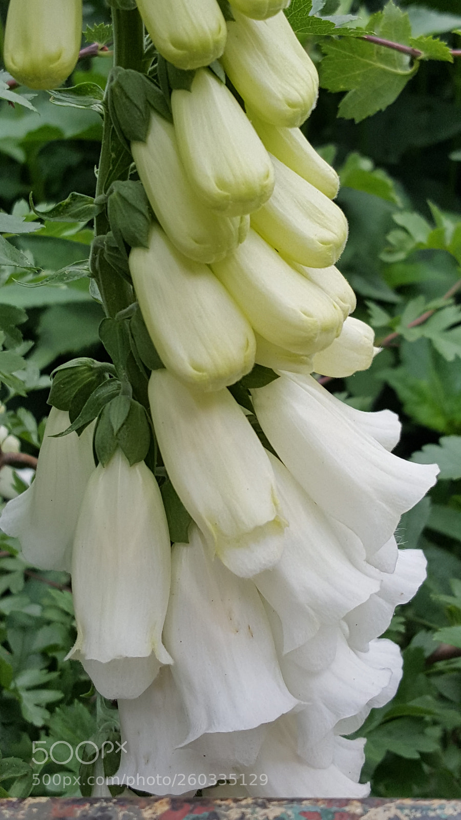 Samsung Galaxy S6 sample photo. Pretty white bells.jpg photography