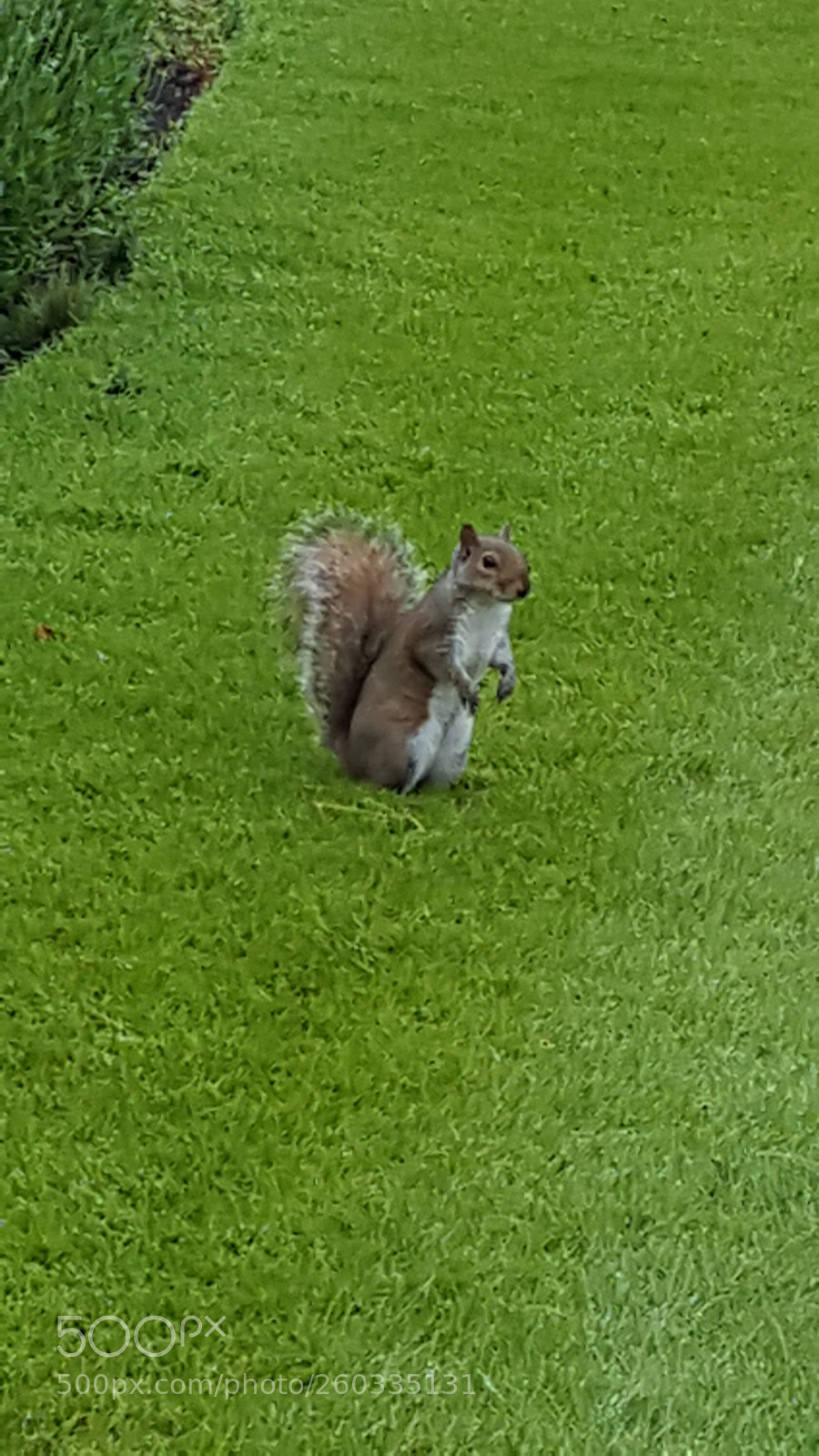 Samsung Galaxy S6 sample photo. My friend the squirrel.jpg photography