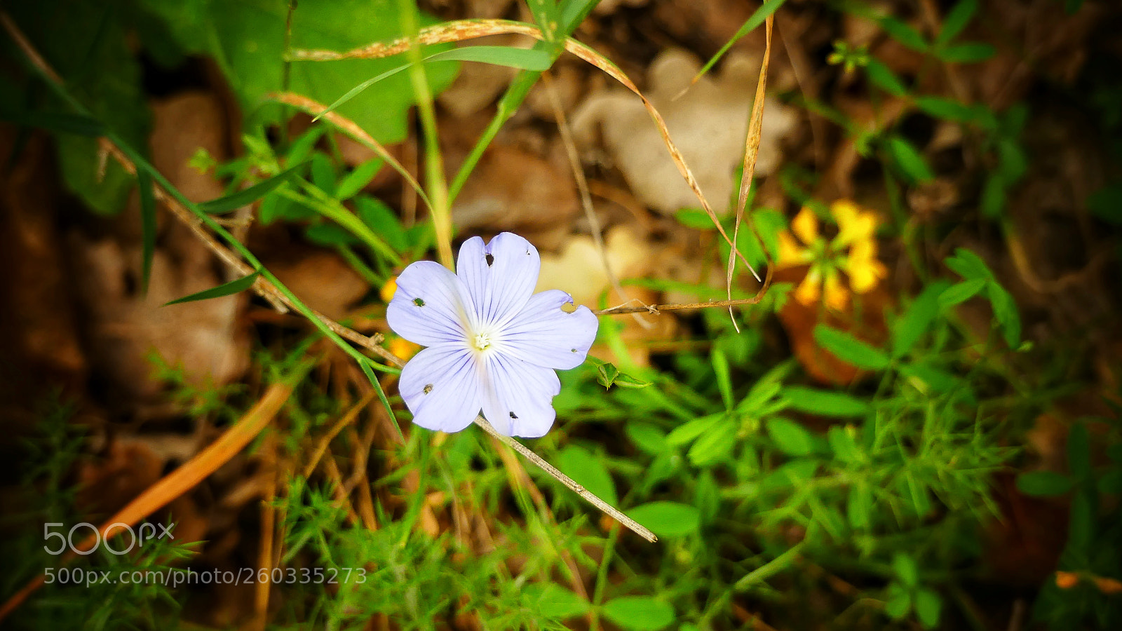 Panasonic Lumix DMC-FZ300 sample photo. Colorful macro flowers in photography
