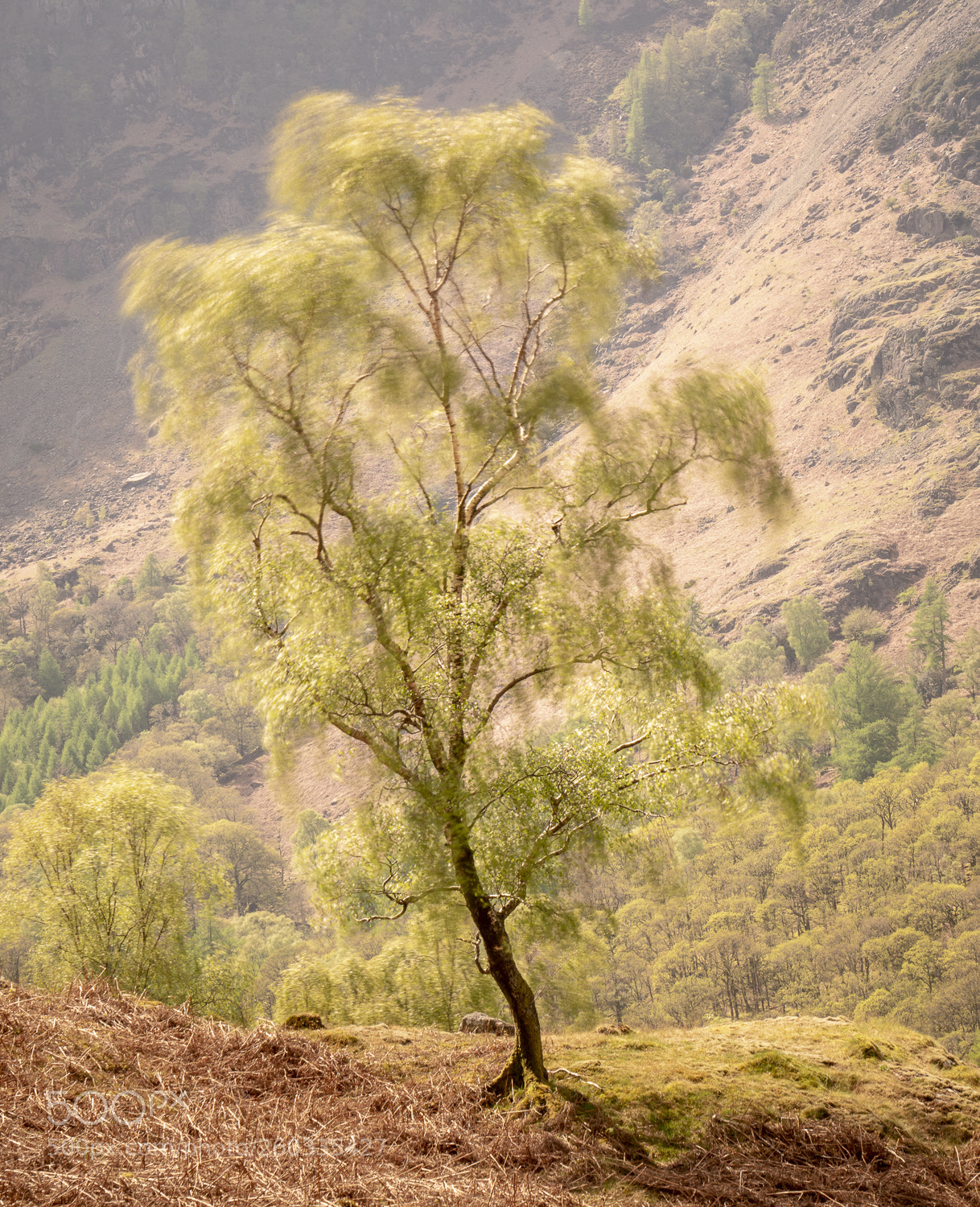 Sony a7R III sample photo. Wind in the birch photography