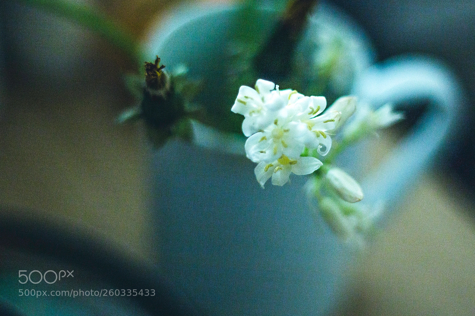 Canon EOS 1200D (EOS Rebel T5 / EOS Kiss X70 / EOS Hi) sample photo. Blue monday photography