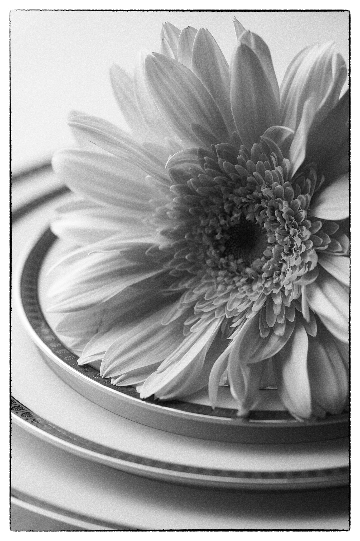Sigma sd Quattro H sample photo. Flower photography