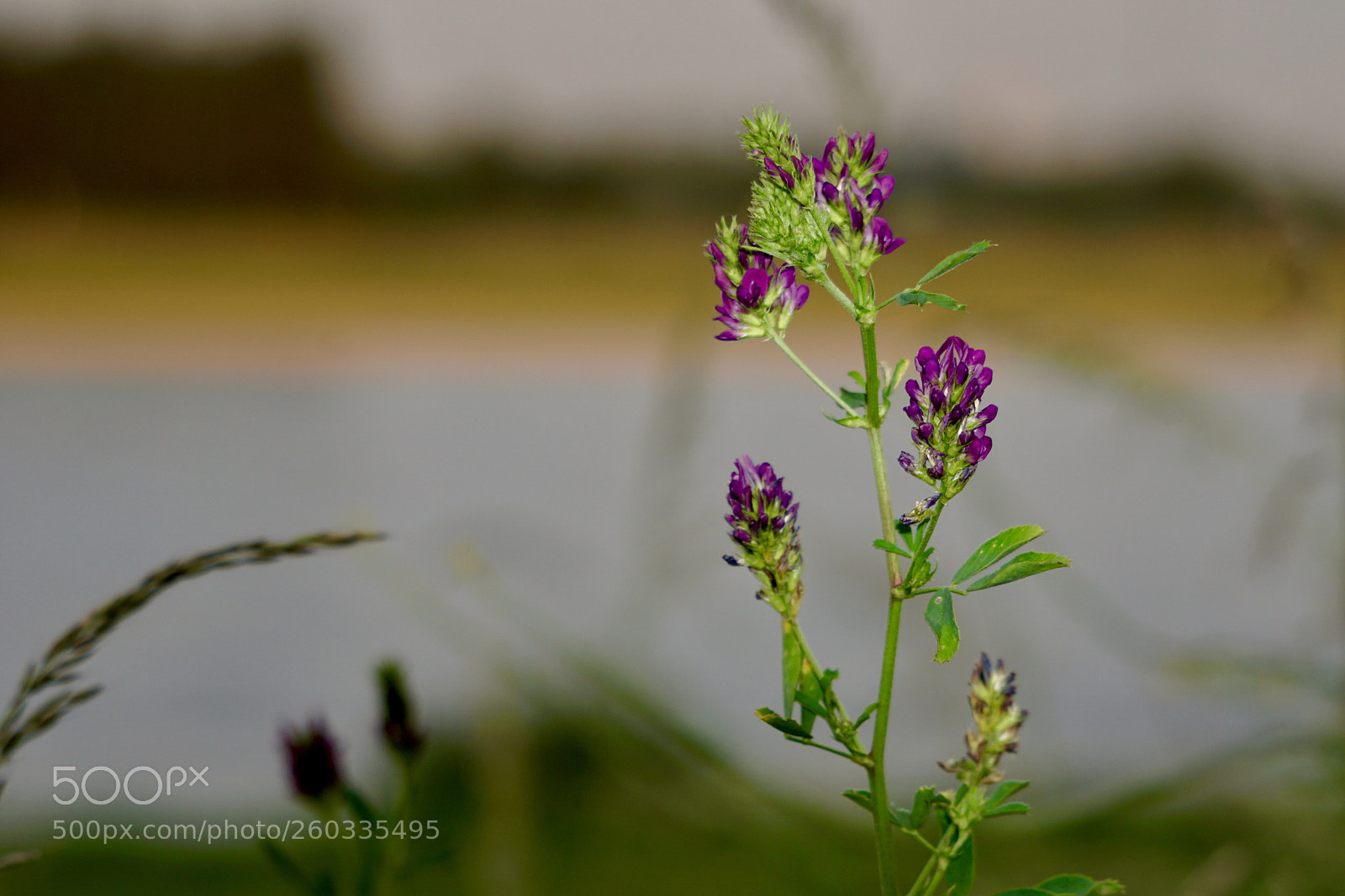 Sony a6500 sample photo. Violet flower.   photography