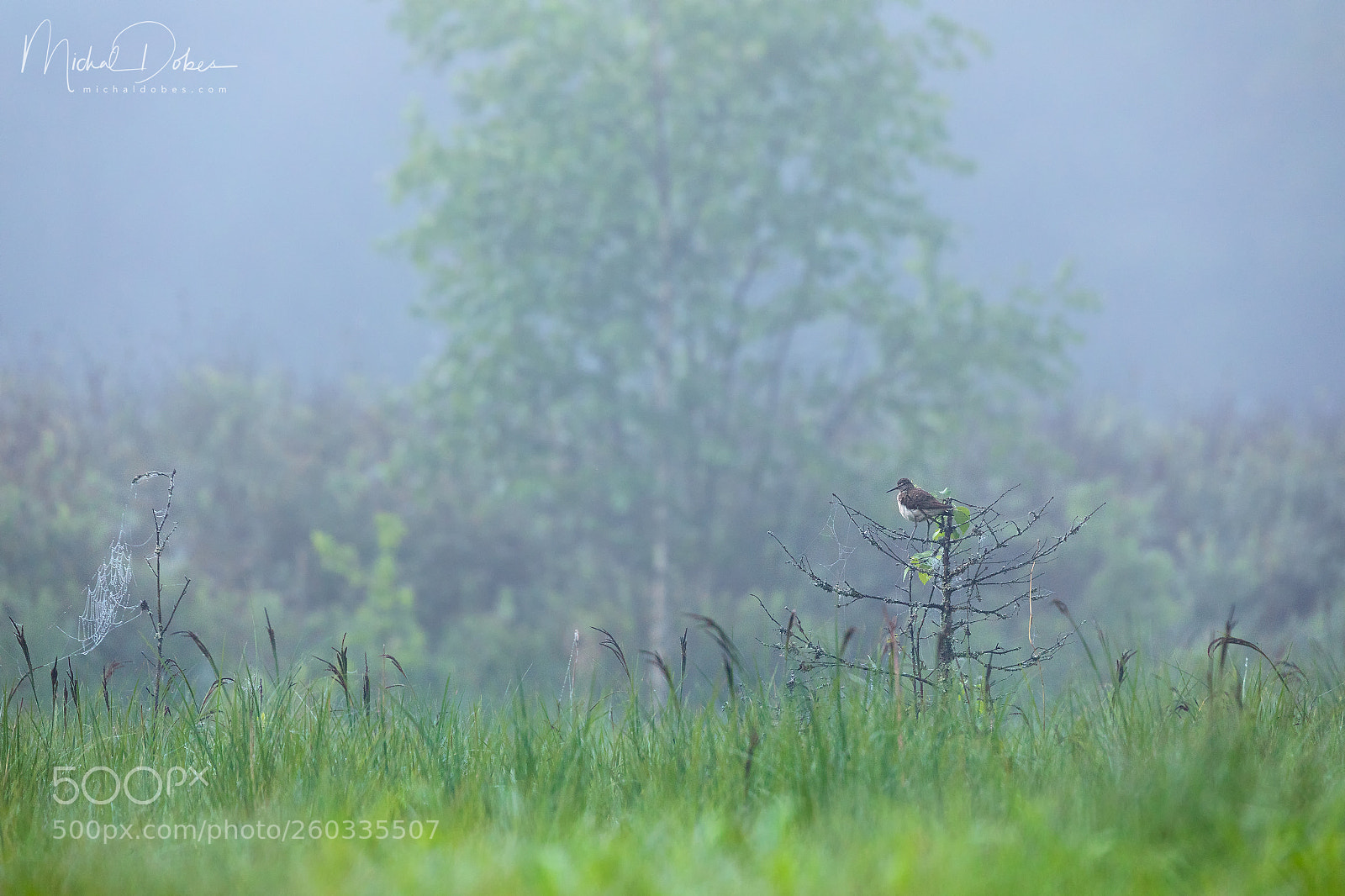 Canon EOS 5D Mark IV sample photo. Green sandpiper photography