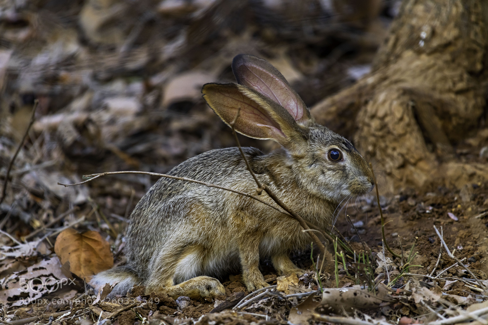 Nikon D850 sample photo. Hare in wild photography