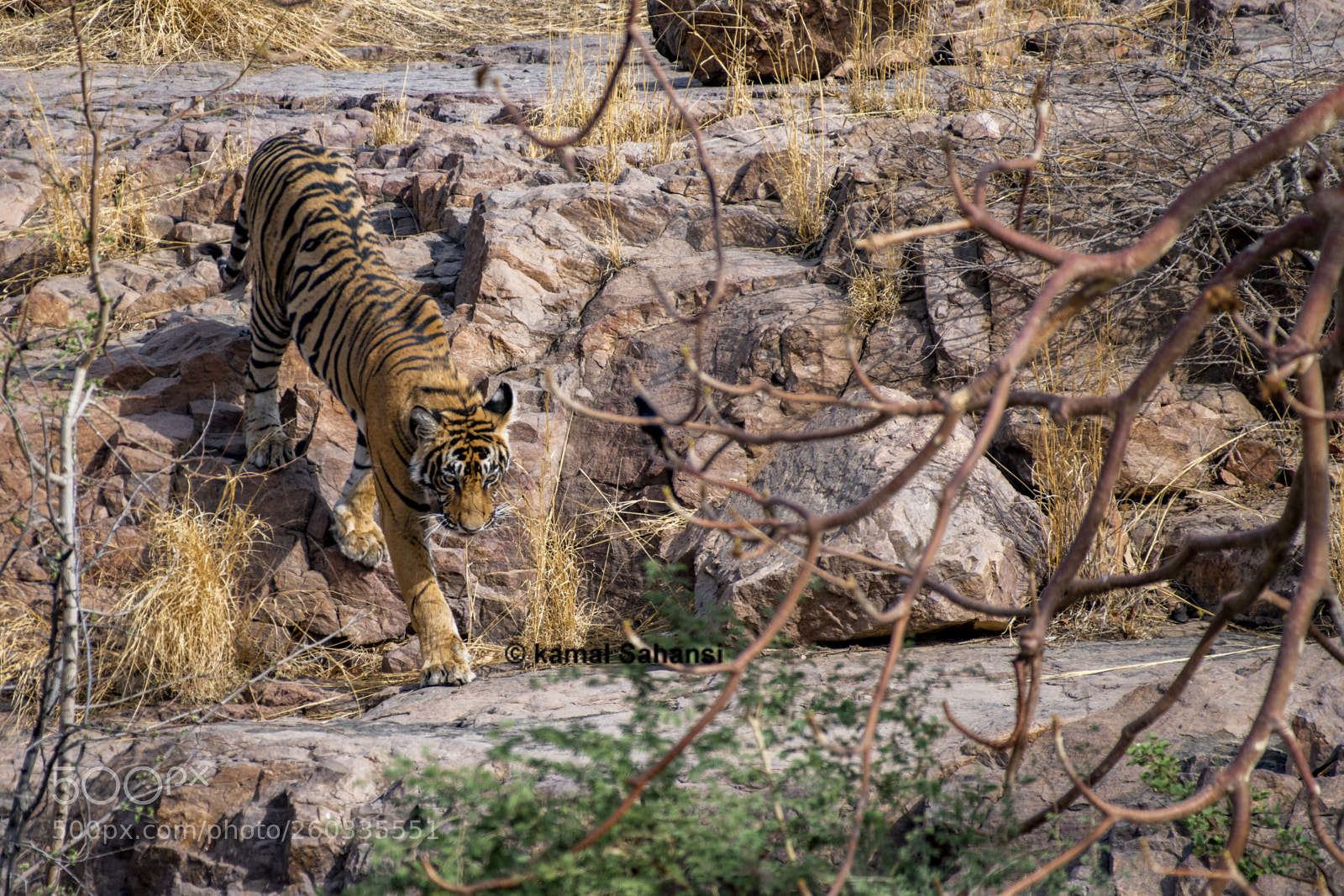 Nikon D850 sample photo. Tiger in wild photography