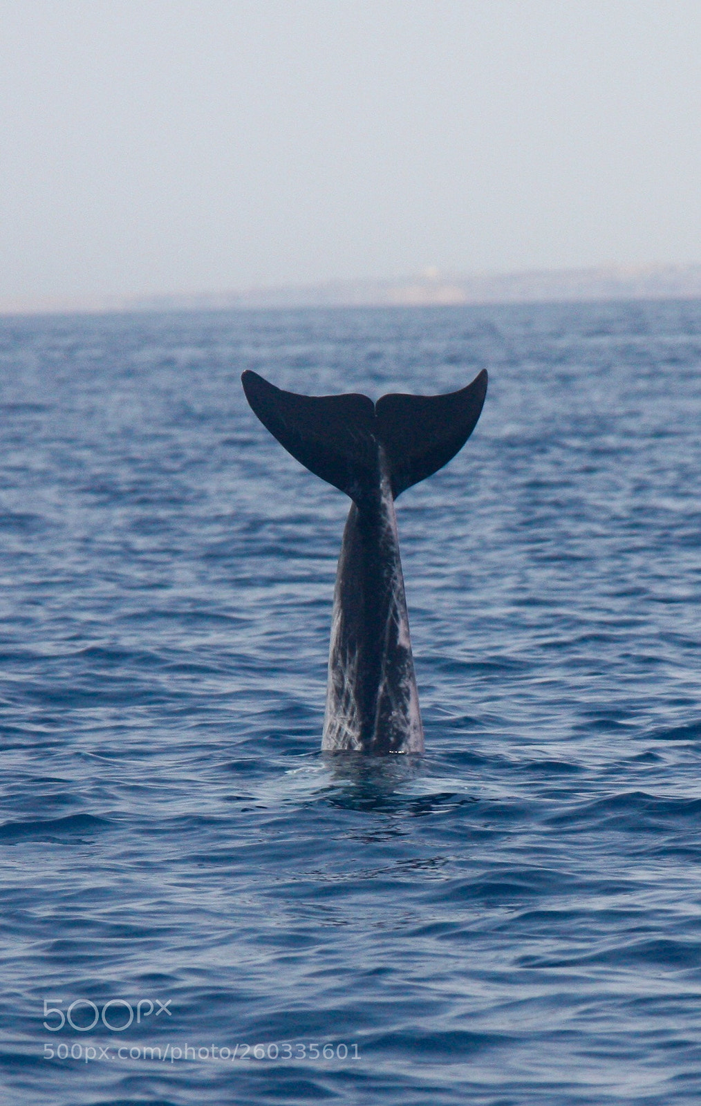 Canon EOS 450D (EOS Rebel XSi / EOS Kiss X2) sample photo. Somewhere in red sea   photography