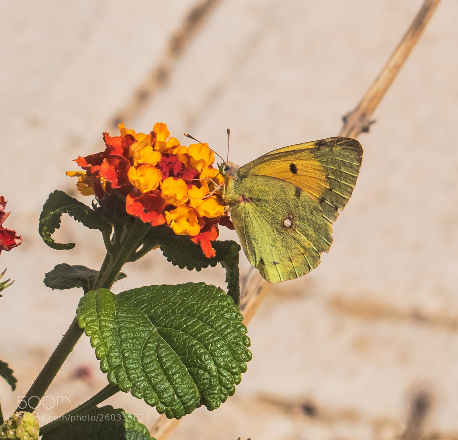 Nikon D3300 sample photo. A clouded yellow butterfly photography