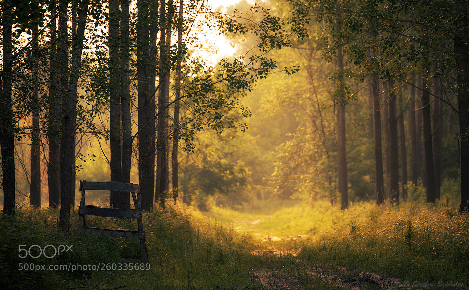 Nikon D750 sample photo. Magic forest photography