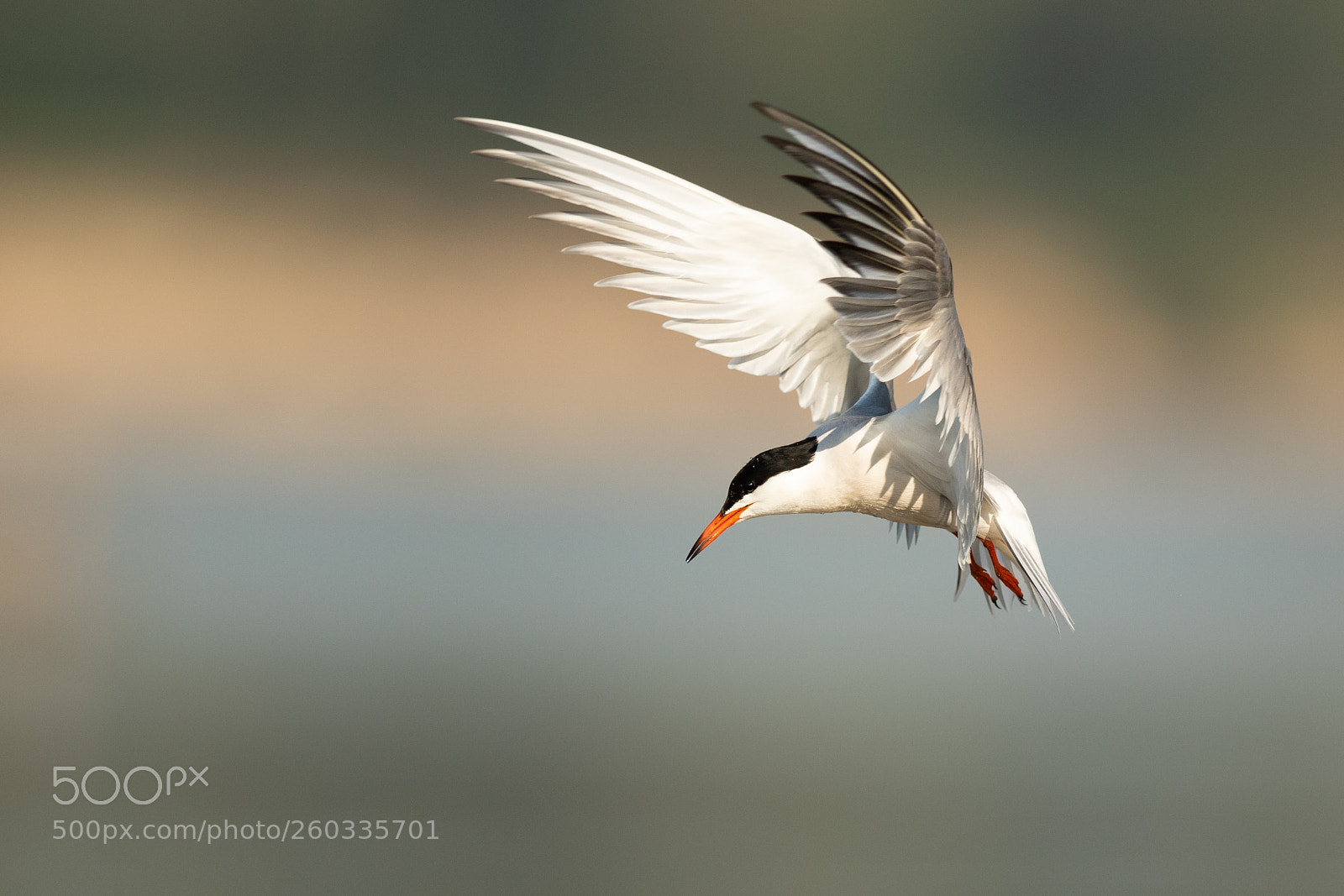 Canon EOS 7D Mark II sample photo. Common tern photography