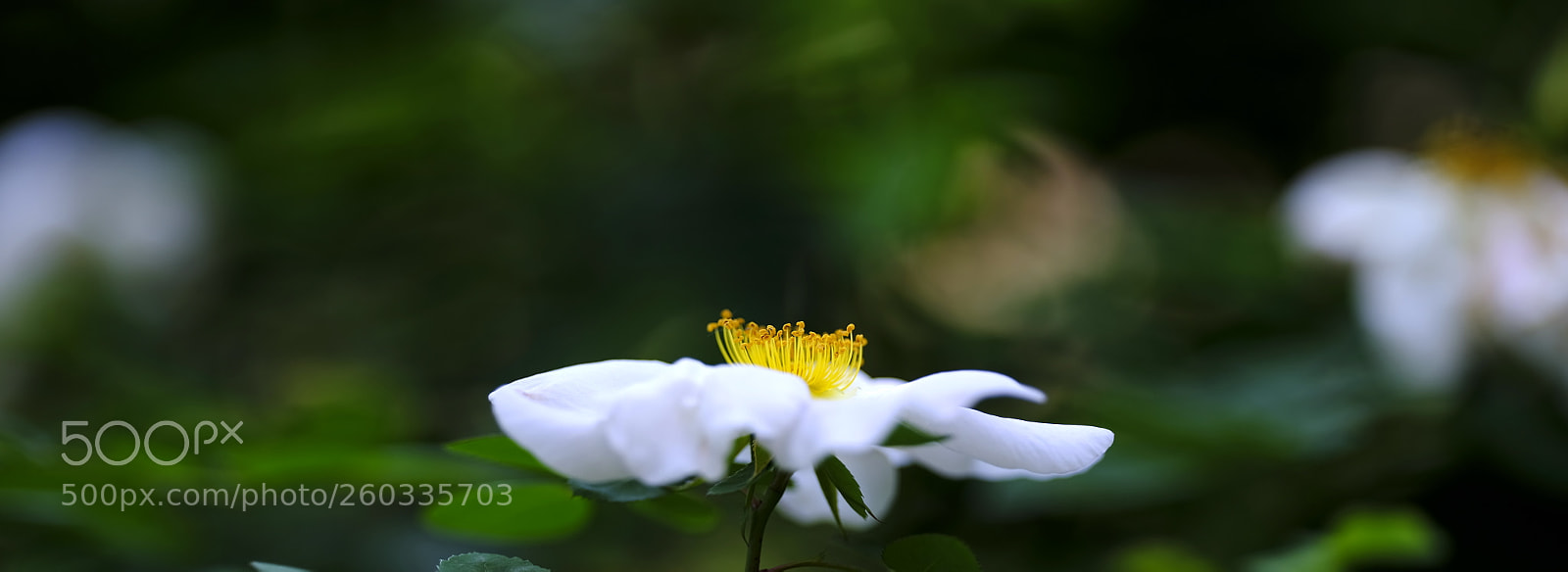 Fujifilm GFX 50S sample photo. Portrait of a rose photography