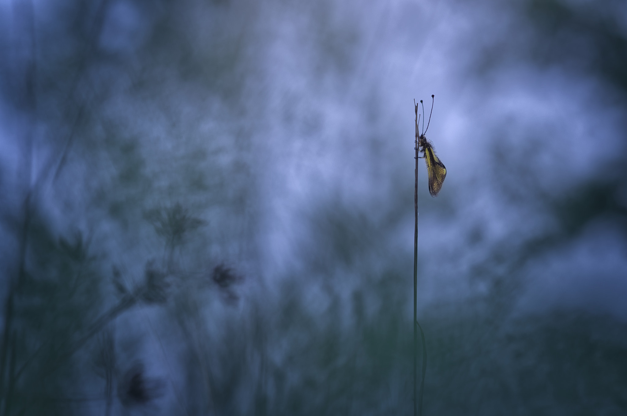 Sigma sample photo. Crepuscule photography