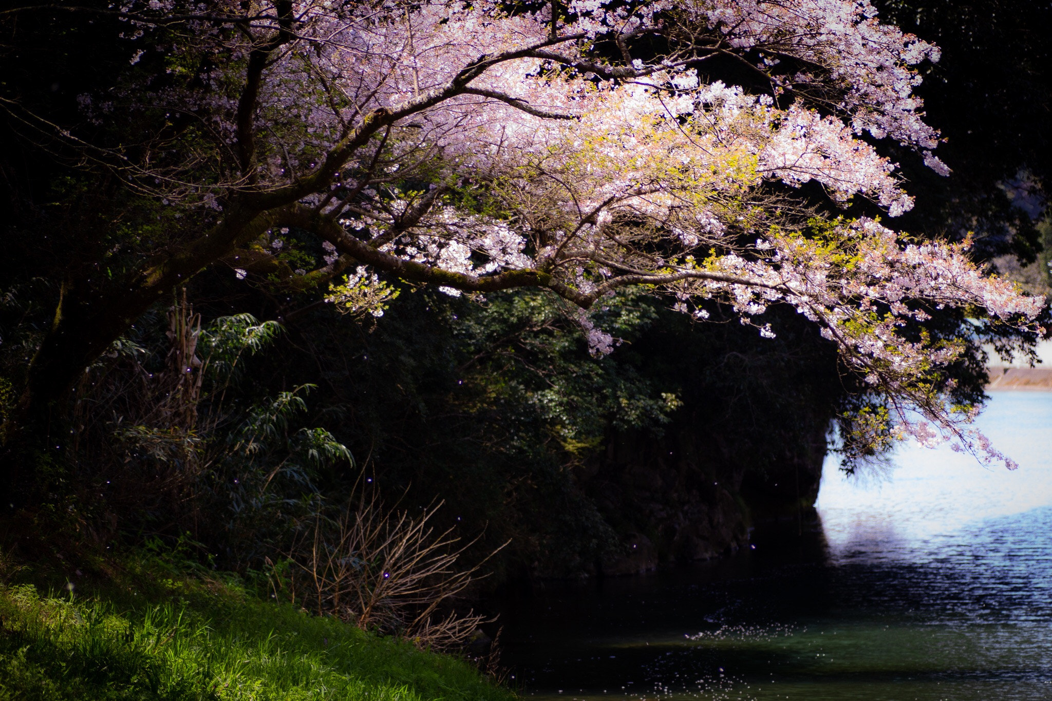 Canon EOS 700D (EOS Rebel T5i / EOS Kiss X7i) sample photo. Cherry blossom photography