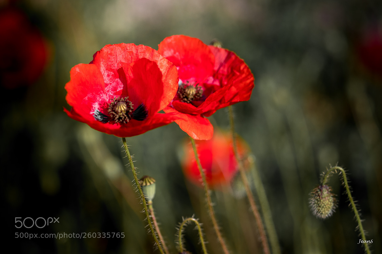 Canon EOS 80D sample photo. Couple of poppies photography